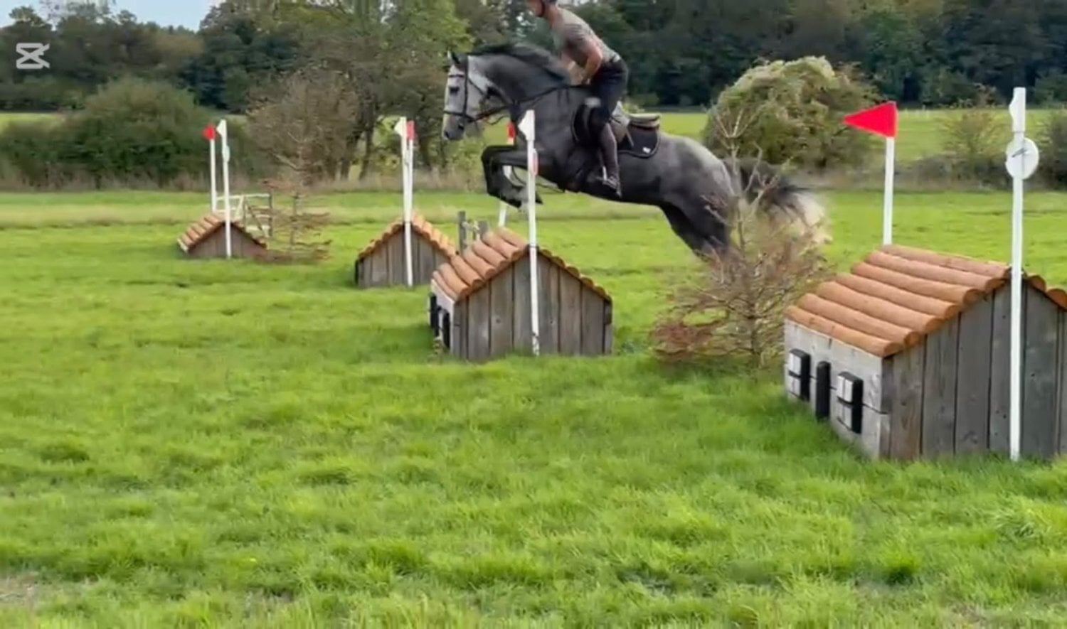"Scracomer Guinea pig" Grey Gelding Young Sport Horse