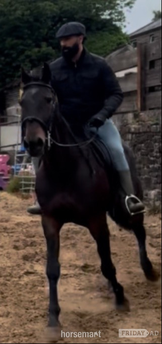 "Lakeside ronaldo “Happy Hacker”" Bay Gelding All Rounder