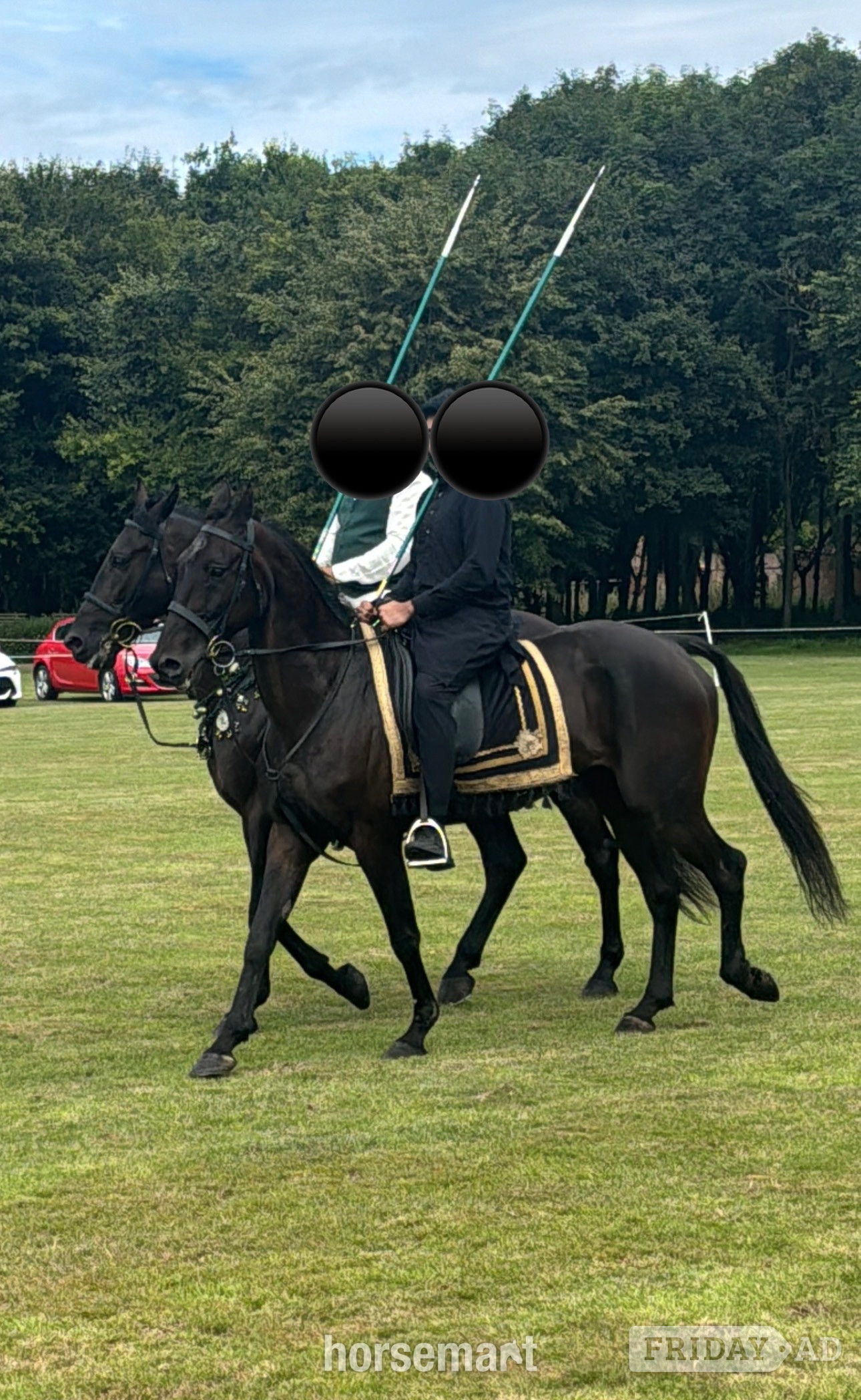 "Lakeside ronaldo “Happy Hacker”" Bay Gelding All Rounder - Horses in Oswaldtwistle