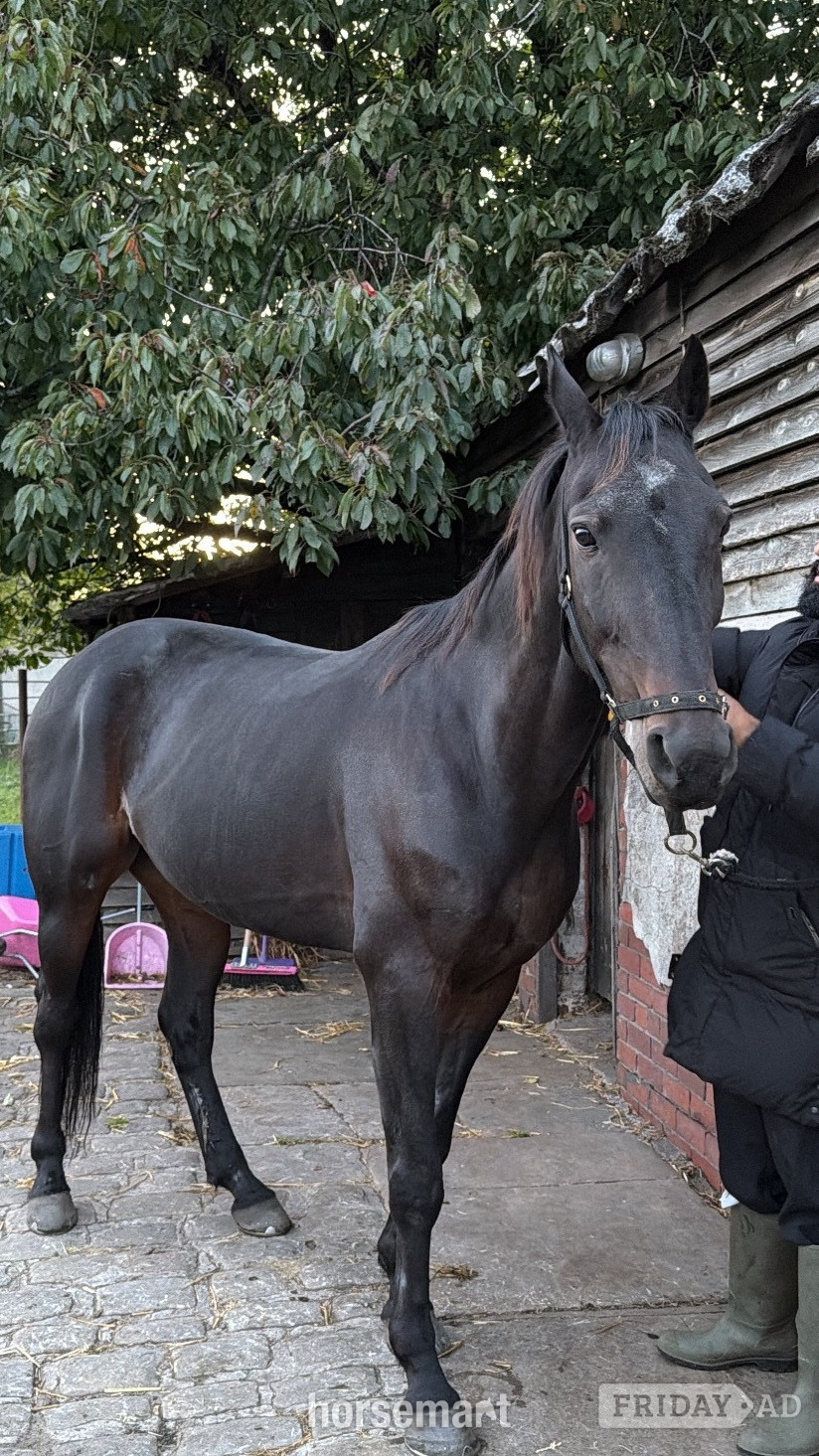 Oswaldtwistle "Lakeside ronaldo “Happy Hacker”" Bay Gelding All Rounder