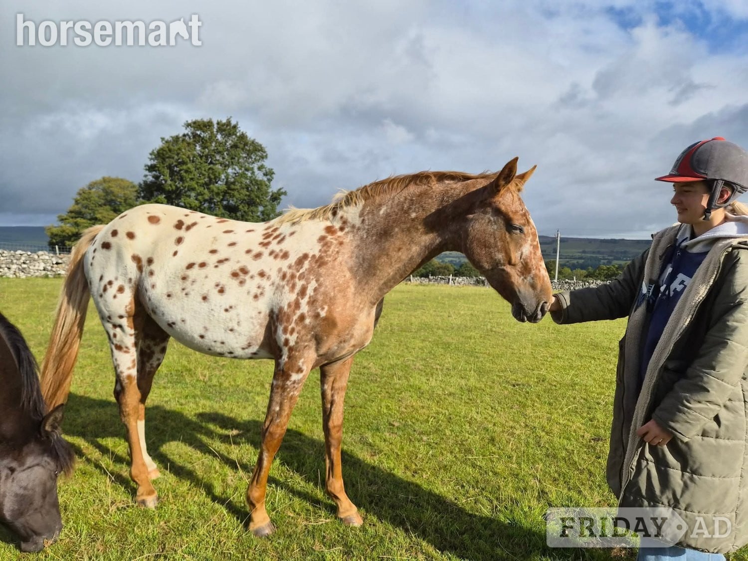 "Yggdrasil Dawn Idun " Leopard Spot Mare Youngstock / Foal in Leyburn