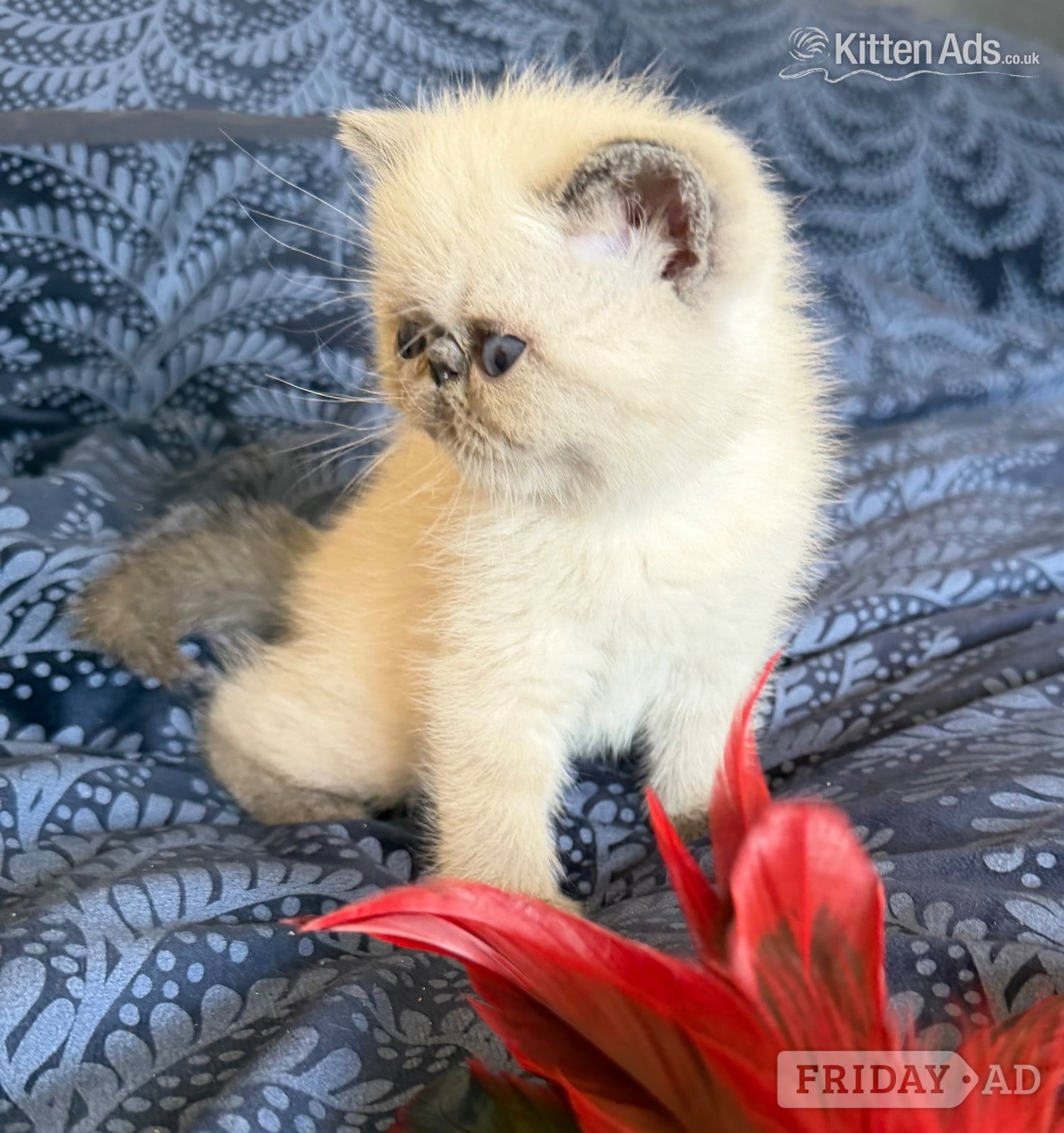 Exotic Shorthair Kittens Available  in Stoke-On-Trent