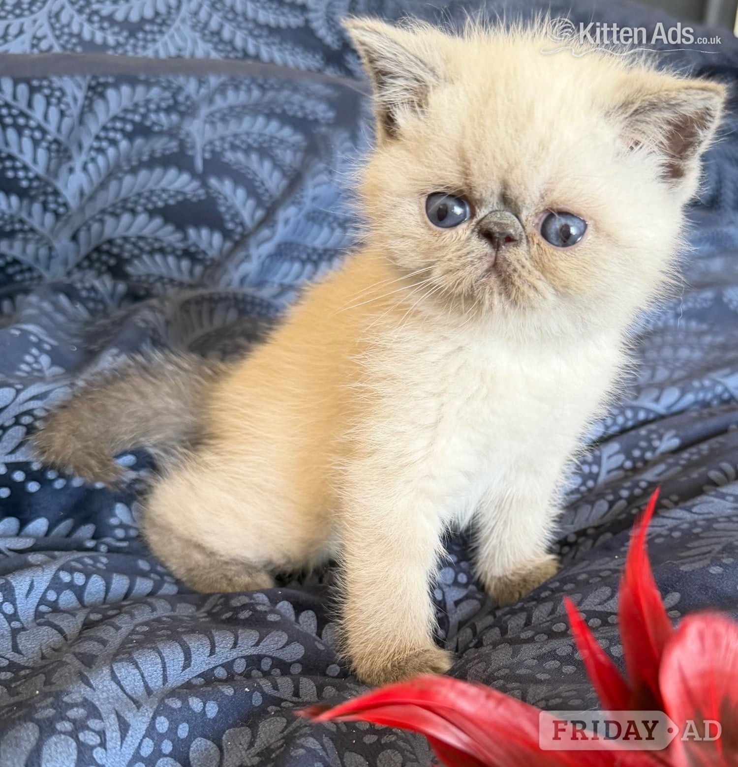 Exotic Shorthair Kittens Available 