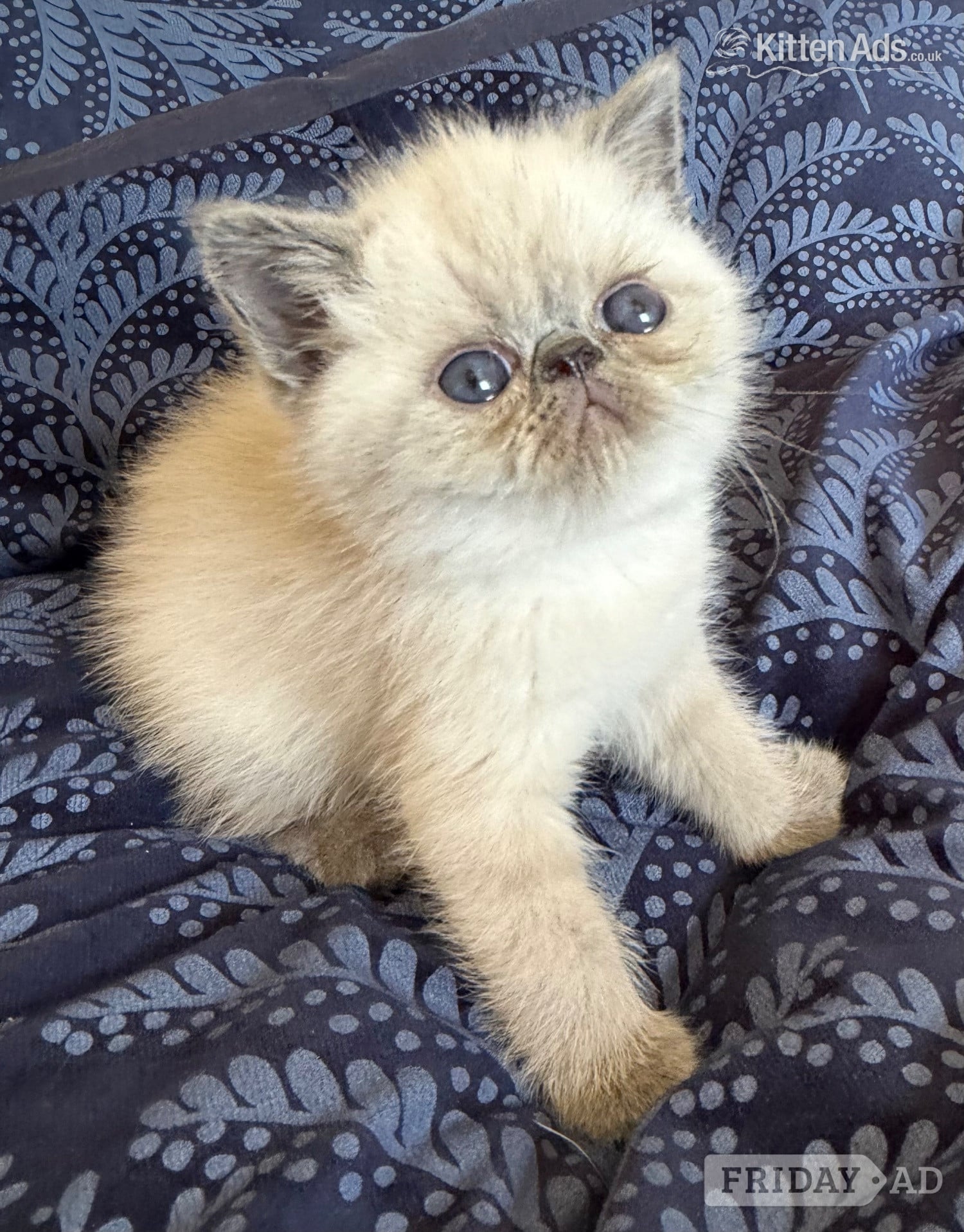 Stoke-On-Trent Exotic Shorthair Kittens Available 