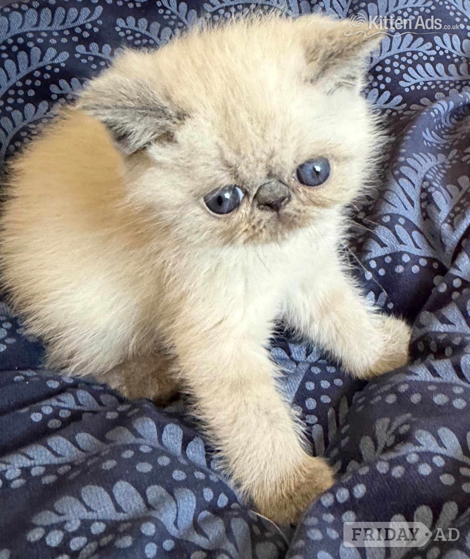Exotic Shorthair Kittens Available  - Cats & Kittens in Stoke-On-Trent