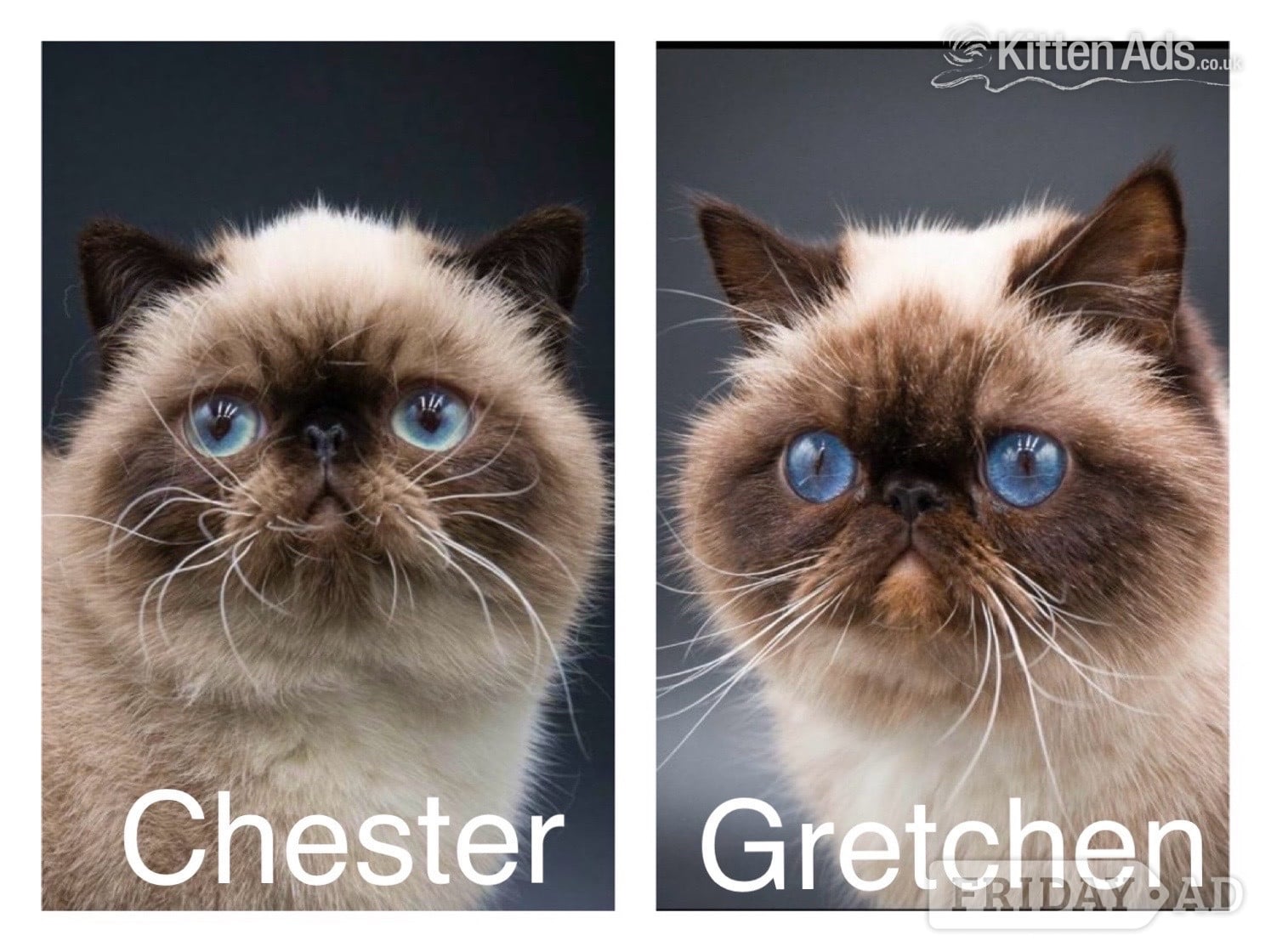 Exotic Shorthair Kittens Available  - Cats & Kittens