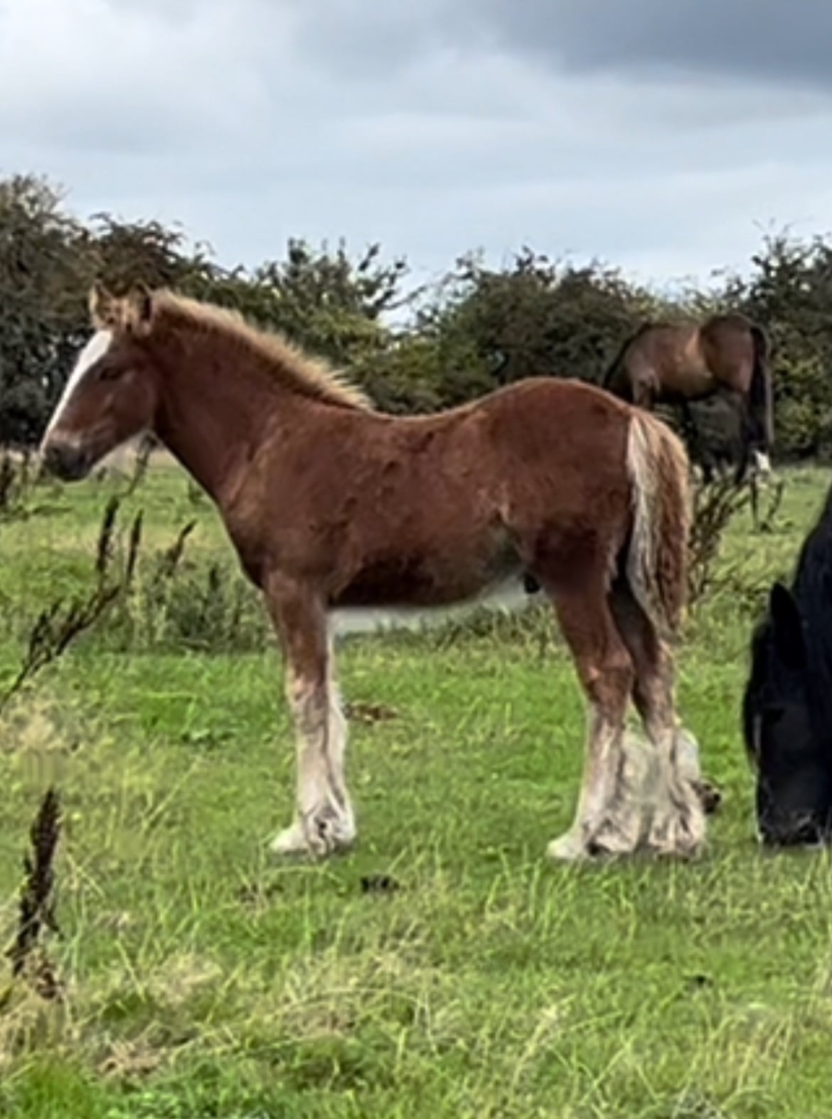 "Stunning With 4 Matching Whites And Flaxen Mane And Tail" Chestnut Colt Young Sport Horse in Leeds