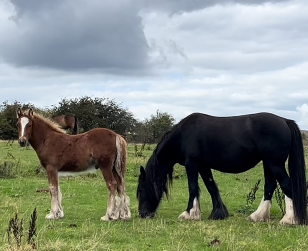 "Stunning With 4 Matching Whites And Flaxen Mane And Tail" Chestnut Colt Young Sport Horse