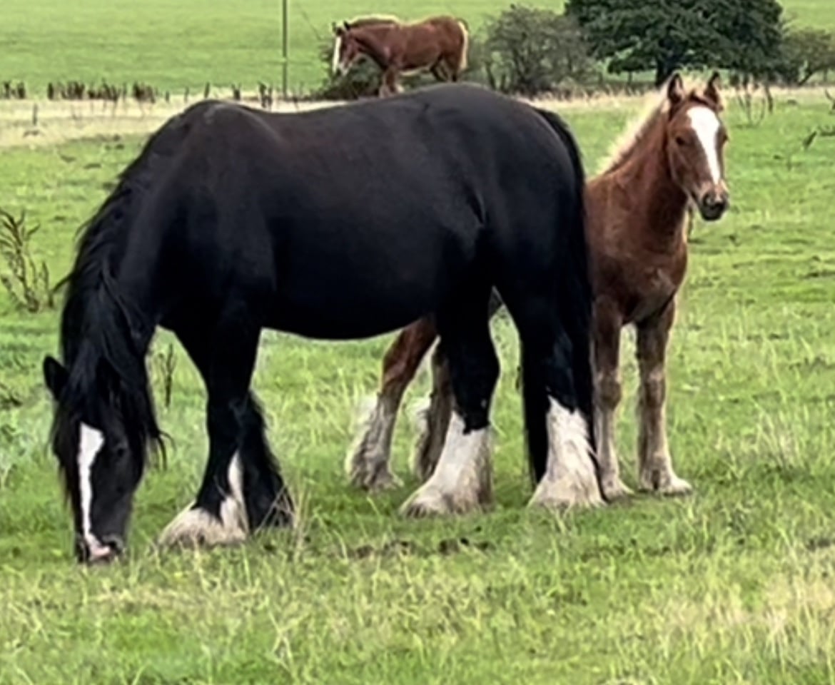 Leeds "Stunning With 4 Matching Whites And Flaxen Mane And Tail" Chestnut Colt Young Sport Horse