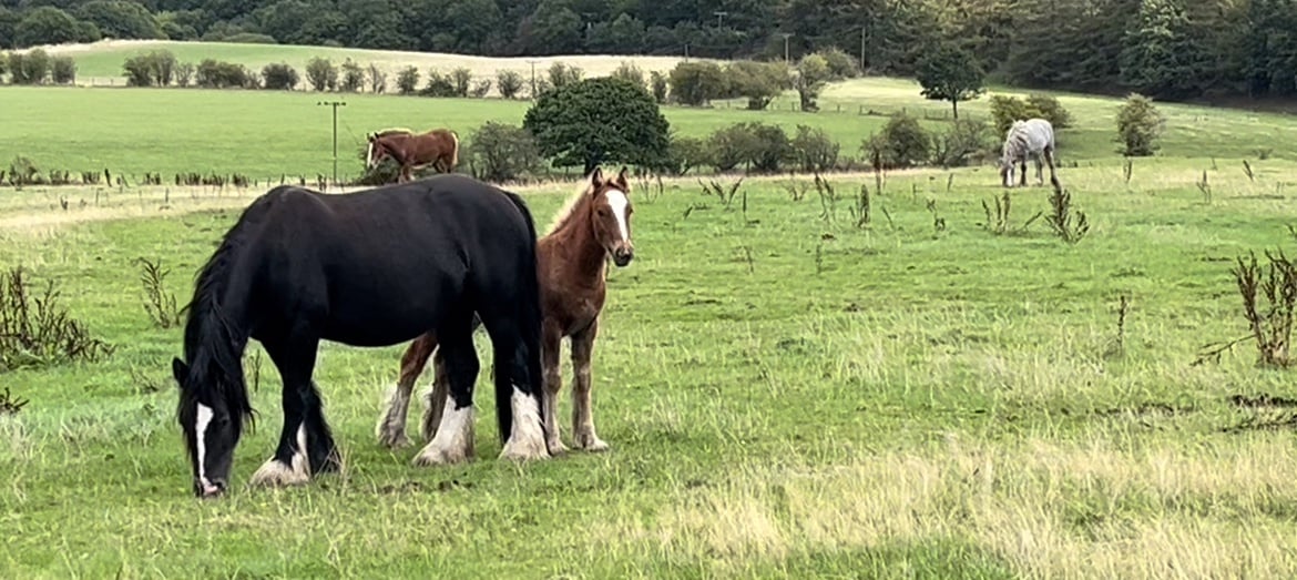 "Stunning With 4 Matching Whites And Flaxen Mane And Tail" Chestnut Colt Young Sport Horse - Horses in Leeds