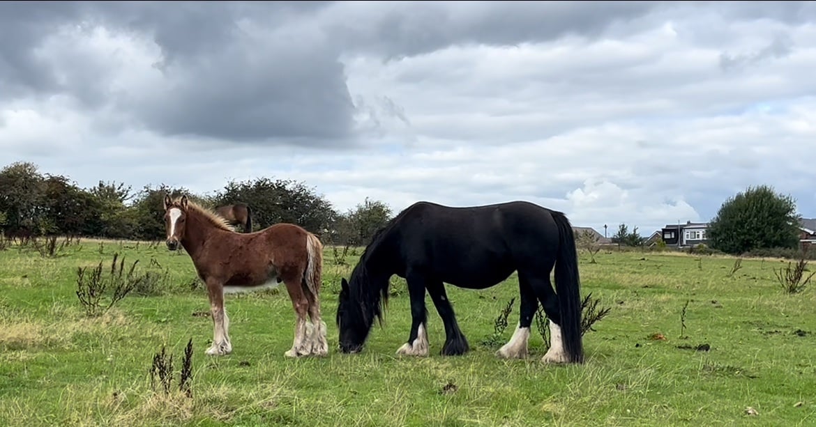 "Stunning With 4 Matching Whites And Flaxen Mane And Tail" Chestnut Colt Young Sport Horse - Horses