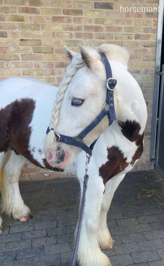 "Archie" Skewbald Gelding All Rounder