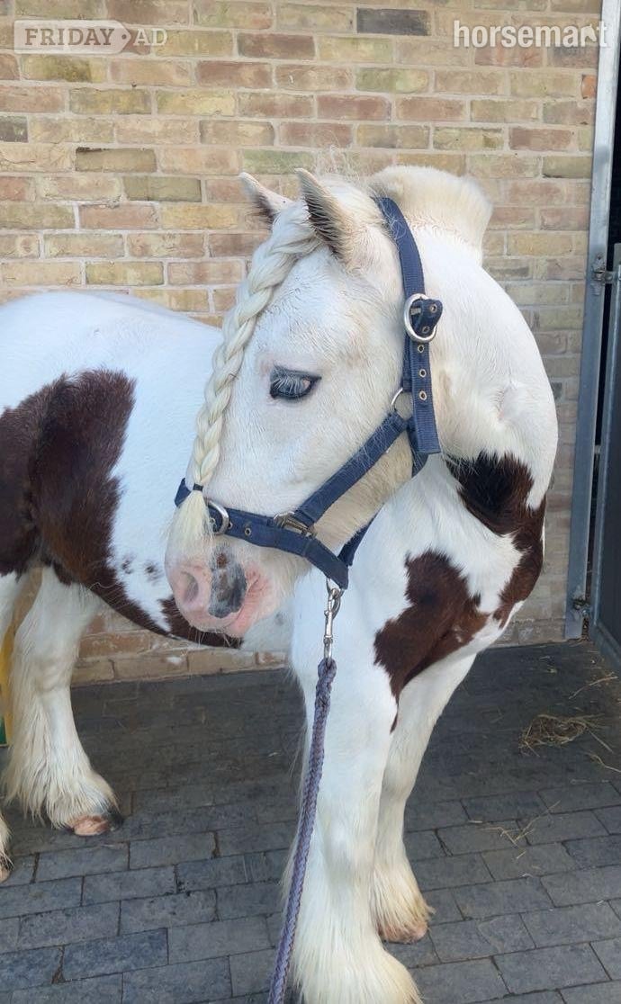 "Archie" Skewbald Gelding All Rounder in Cambridge