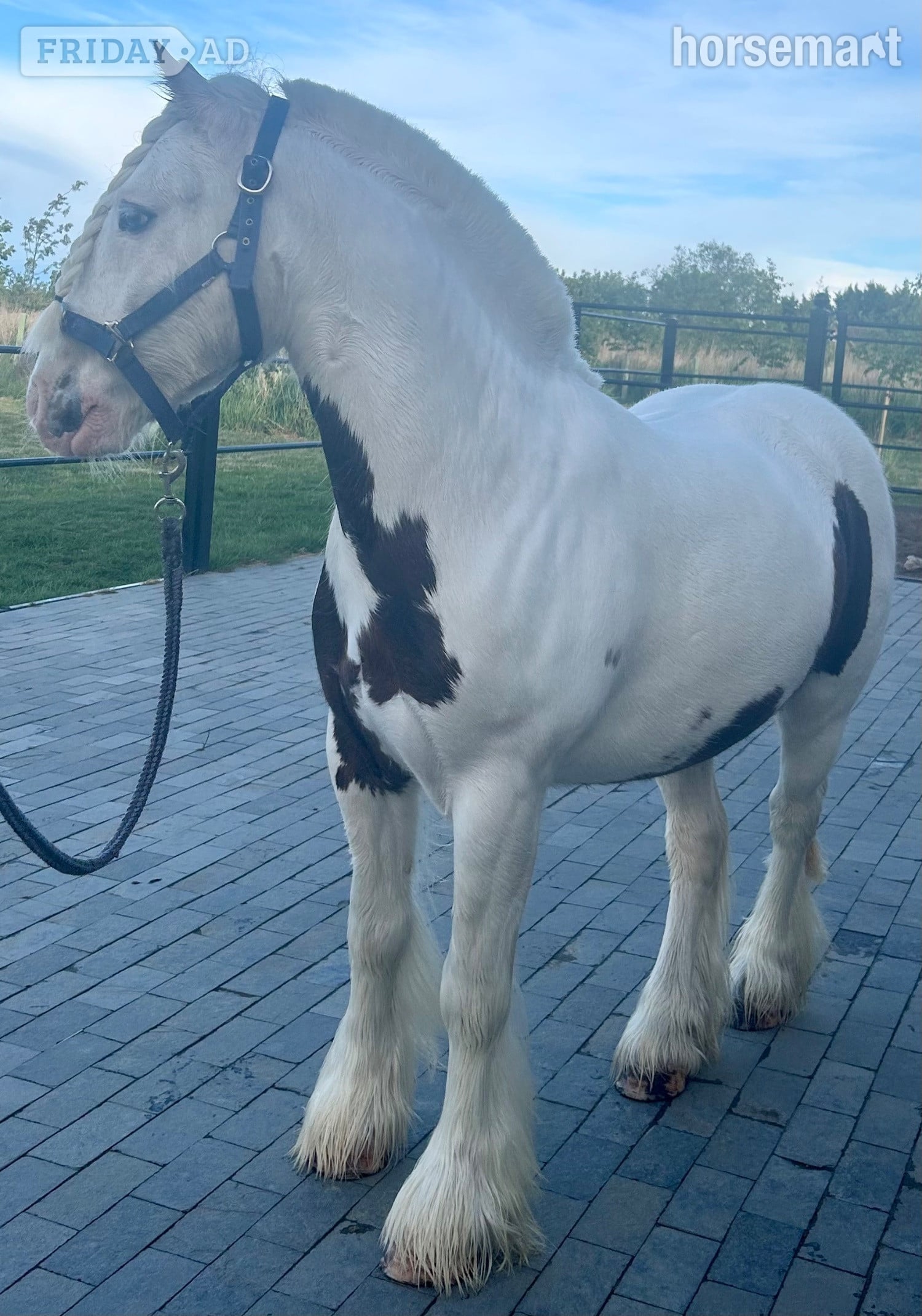 "Archie" Skewbald Gelding All Rounder