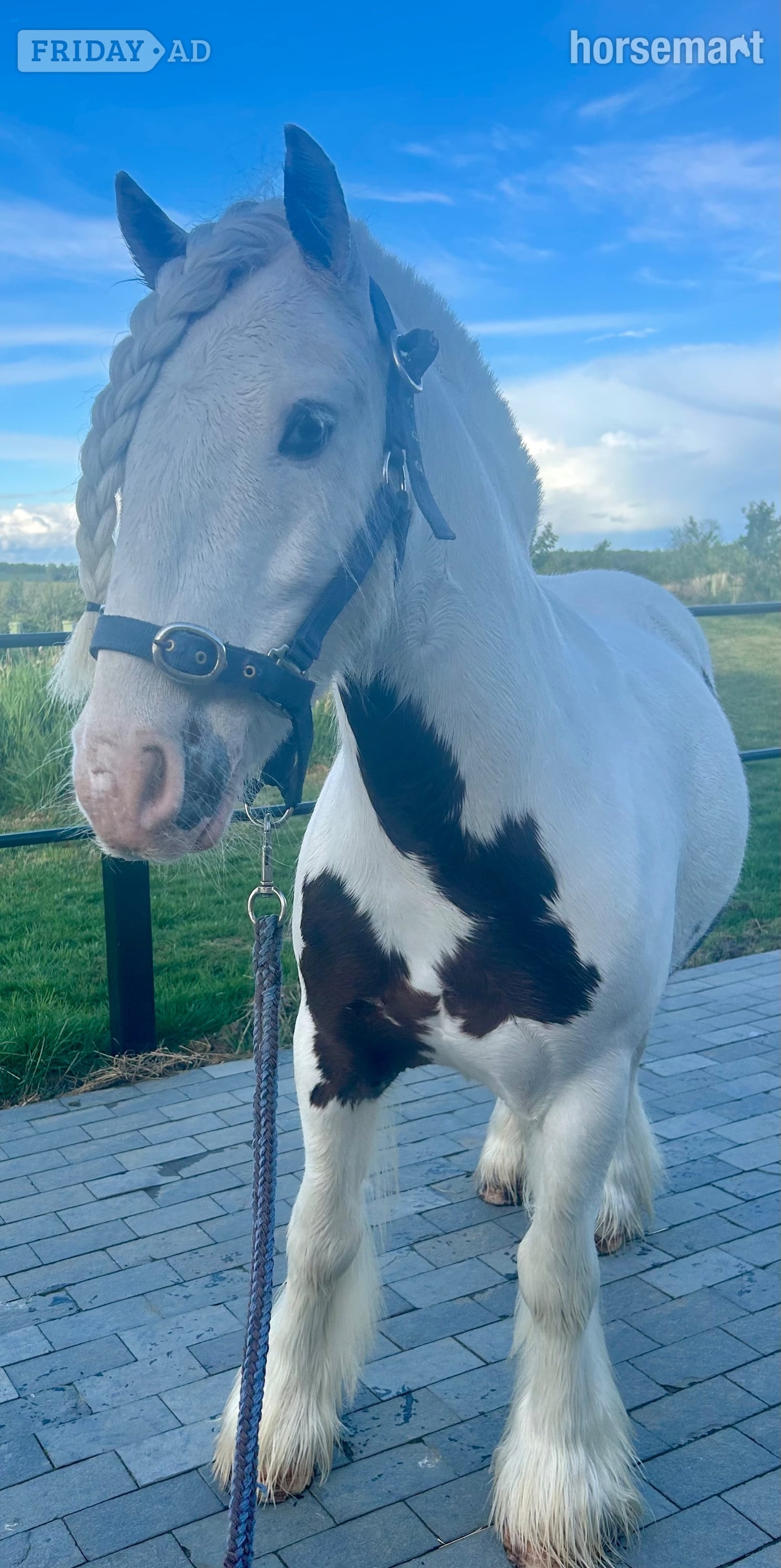 Cambridge "Archie" Skewbald Gelding All Rounder