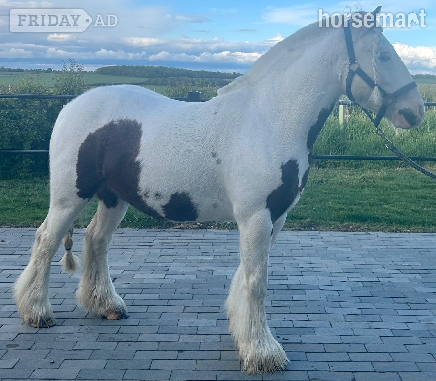 "Archie" Skewbald Gelding All Rounder - Horses in Cambridge