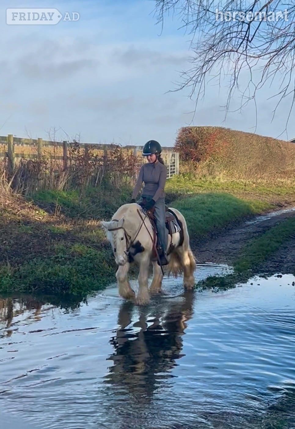 "Archie" Skewbald Gelding All Rounder - Horses