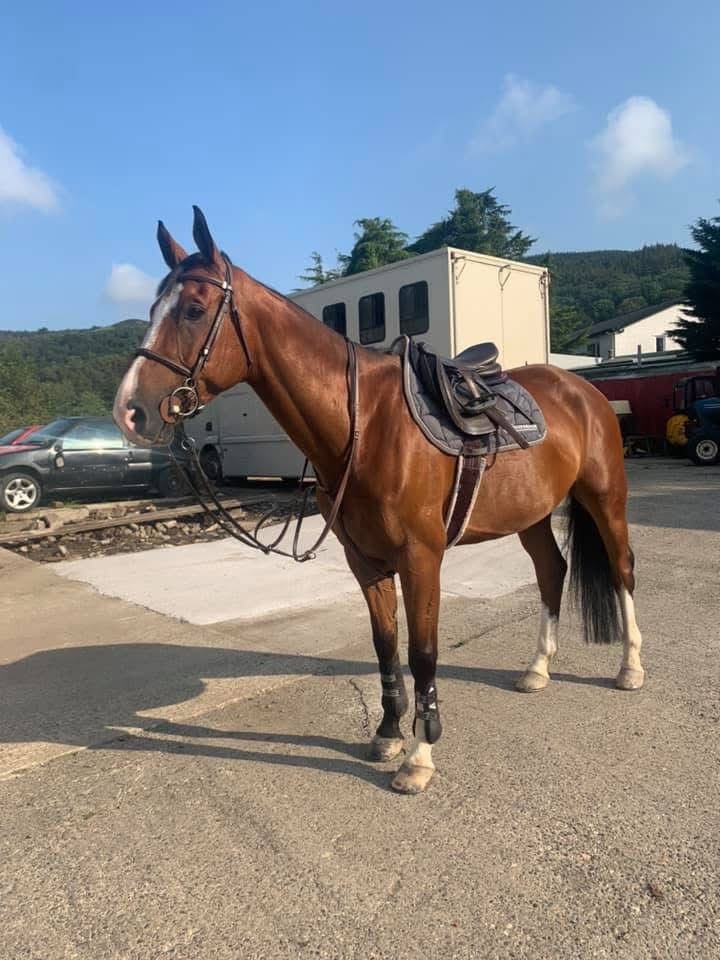 "HK HANDS ON " Bay Gelding All Rounder