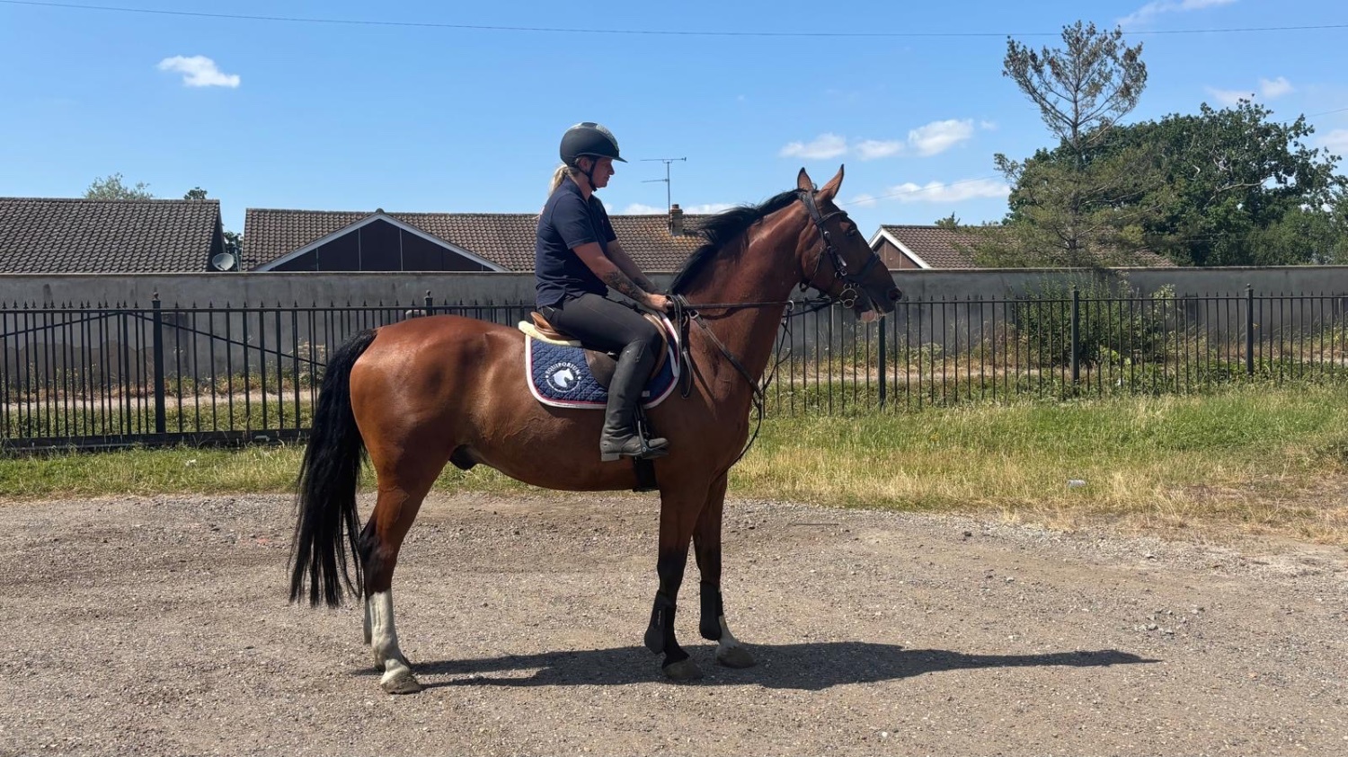 "HK HANDS ON " Bay Gelding All Rounder - Horses in Noak Hill