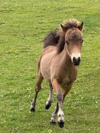 "Catalina of Ravensidefarm" Bay Filly All Rounder