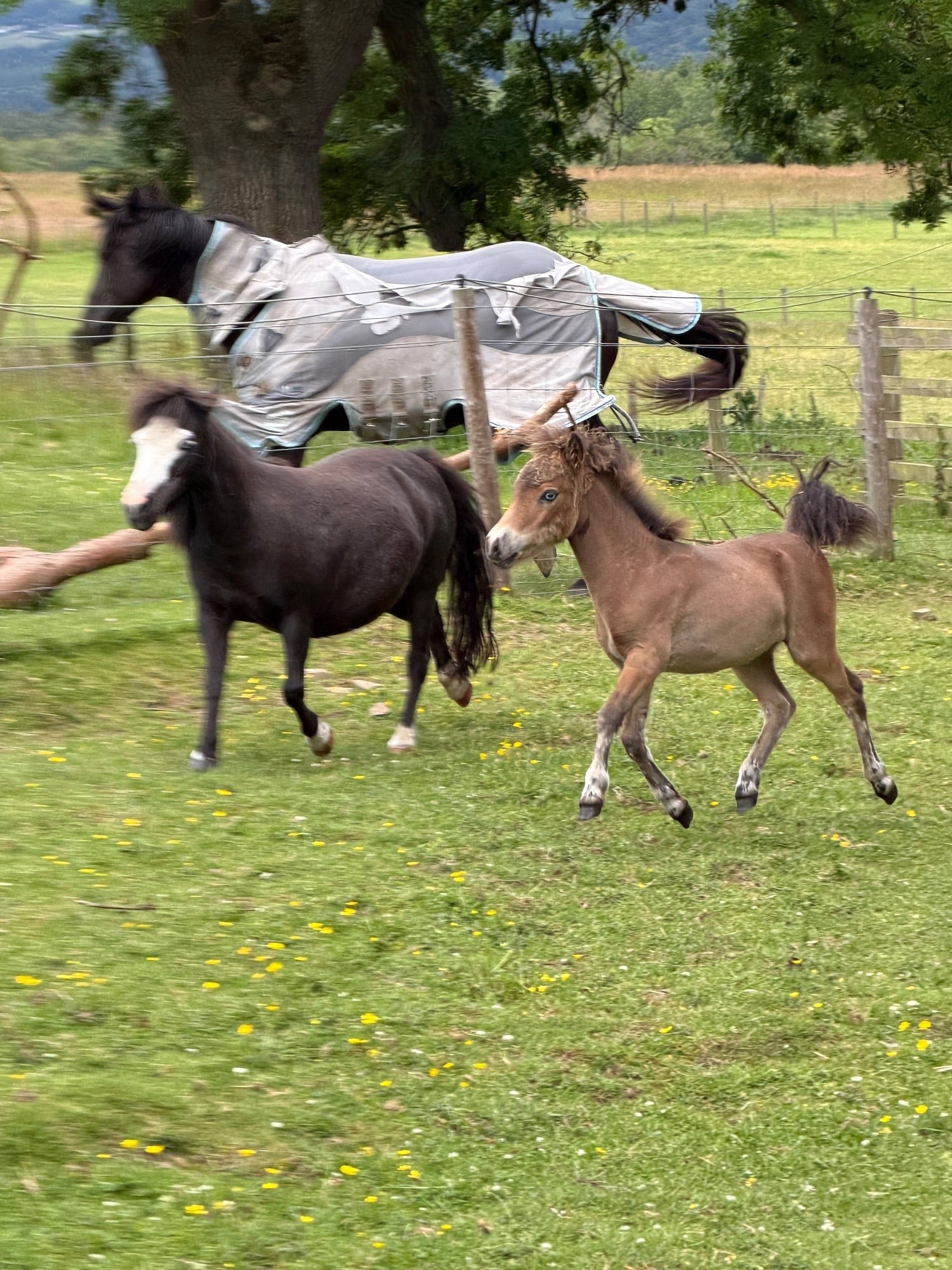 "Catalina of Ravensidefarm" Bay Filly All Rounder
