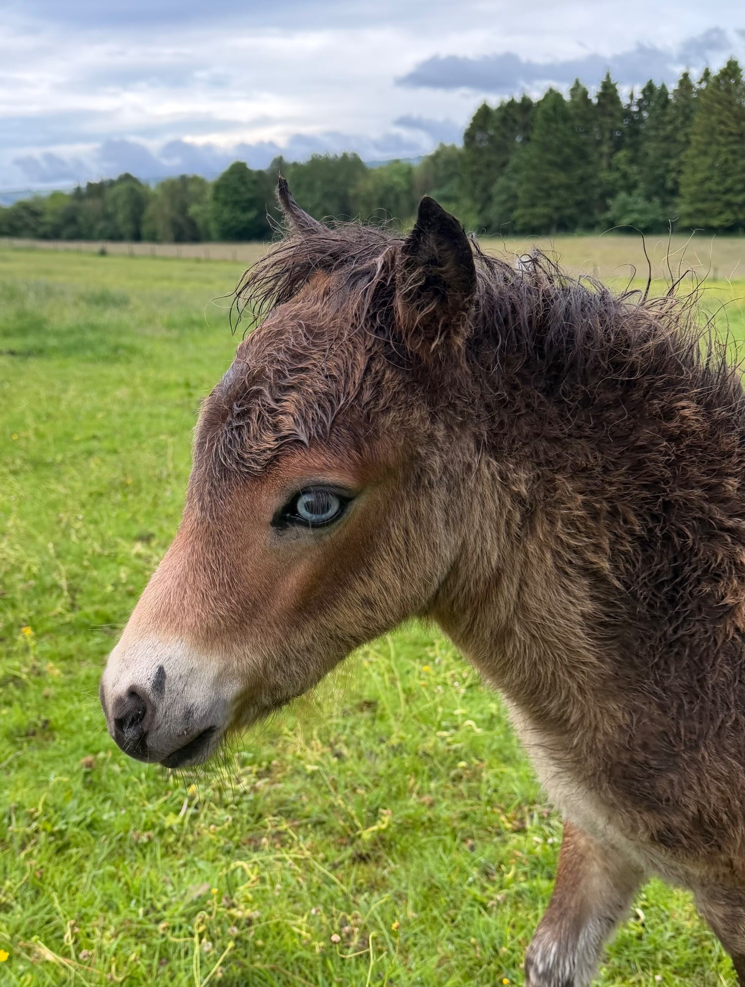 Hedley on the Hill "Catalina of Ravensidefarm" Bay Filly All Rounder