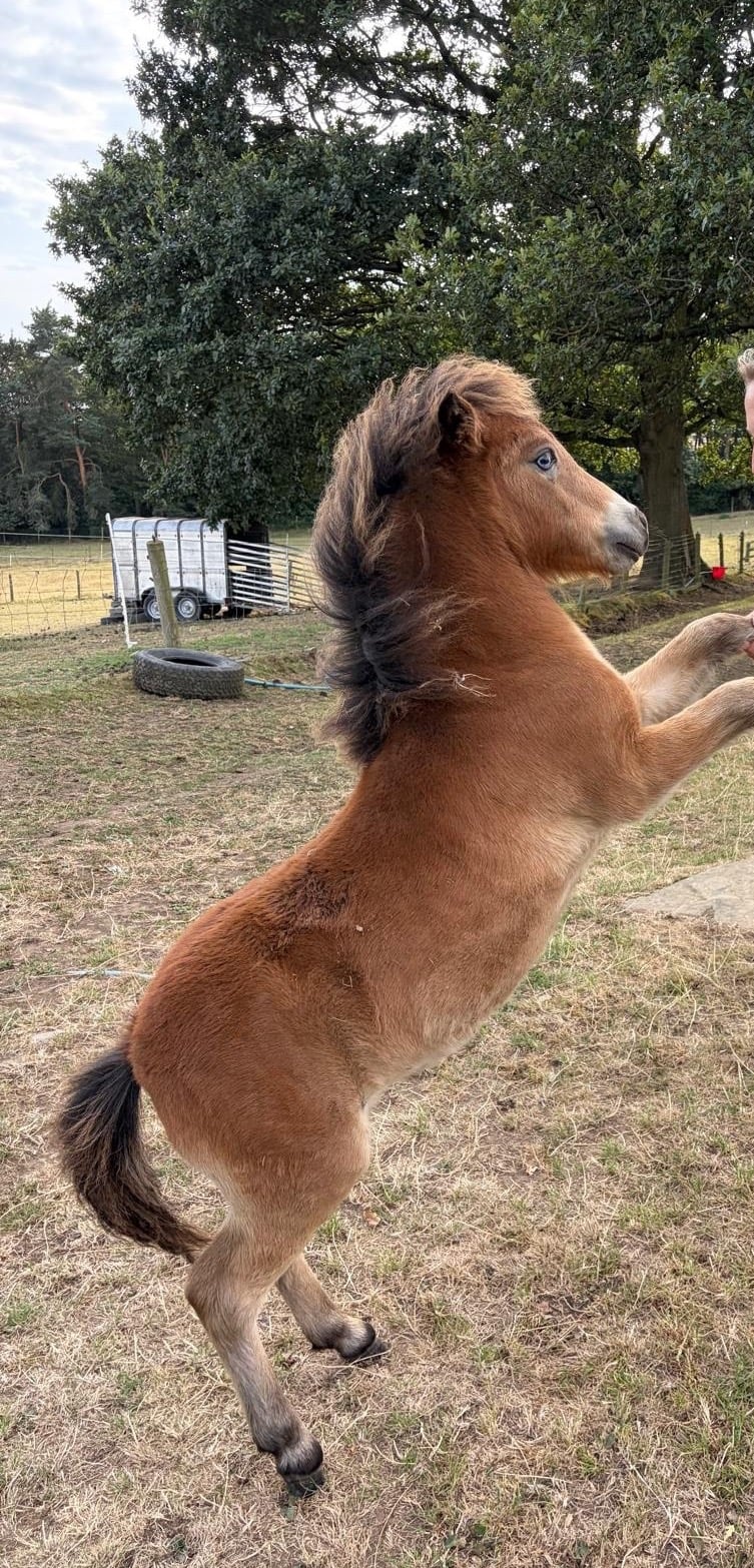 "Catalina of Ravensidefarm" Bay Filly All Rounder -  in Hedley on the Hill