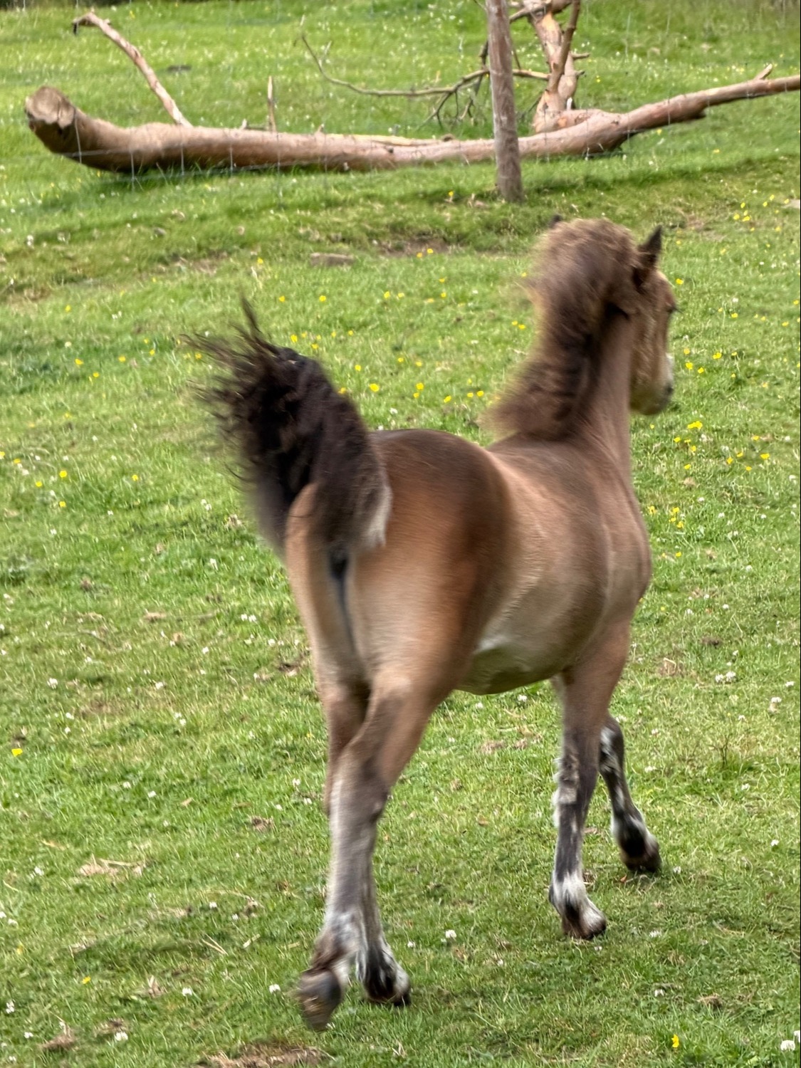 "Catalina of Ravensidefarm" Bay Filly All Rounder - 