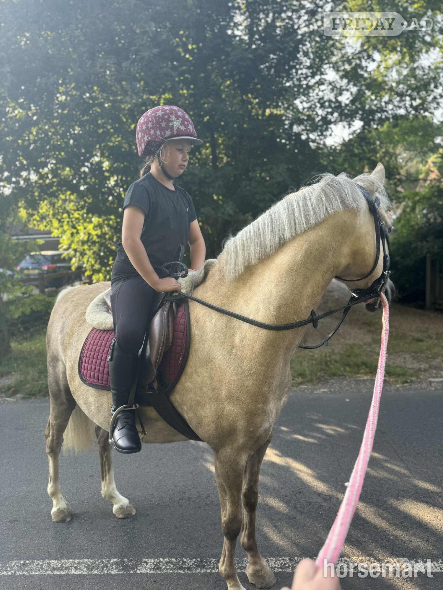"Dandy" Palomino Gelding Family Horse