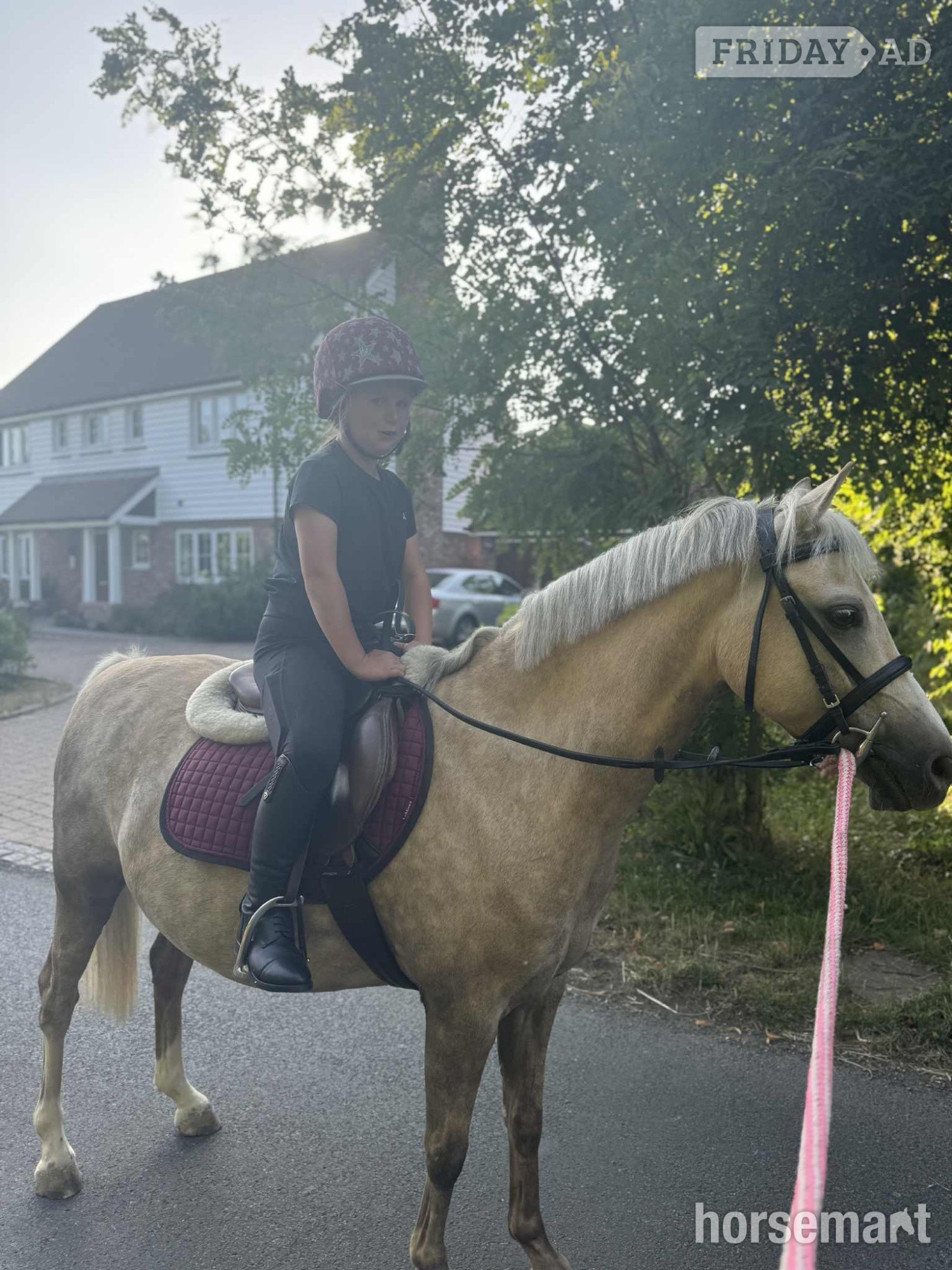 "Dandy" Palomino Gelding Family Horse in Ashford