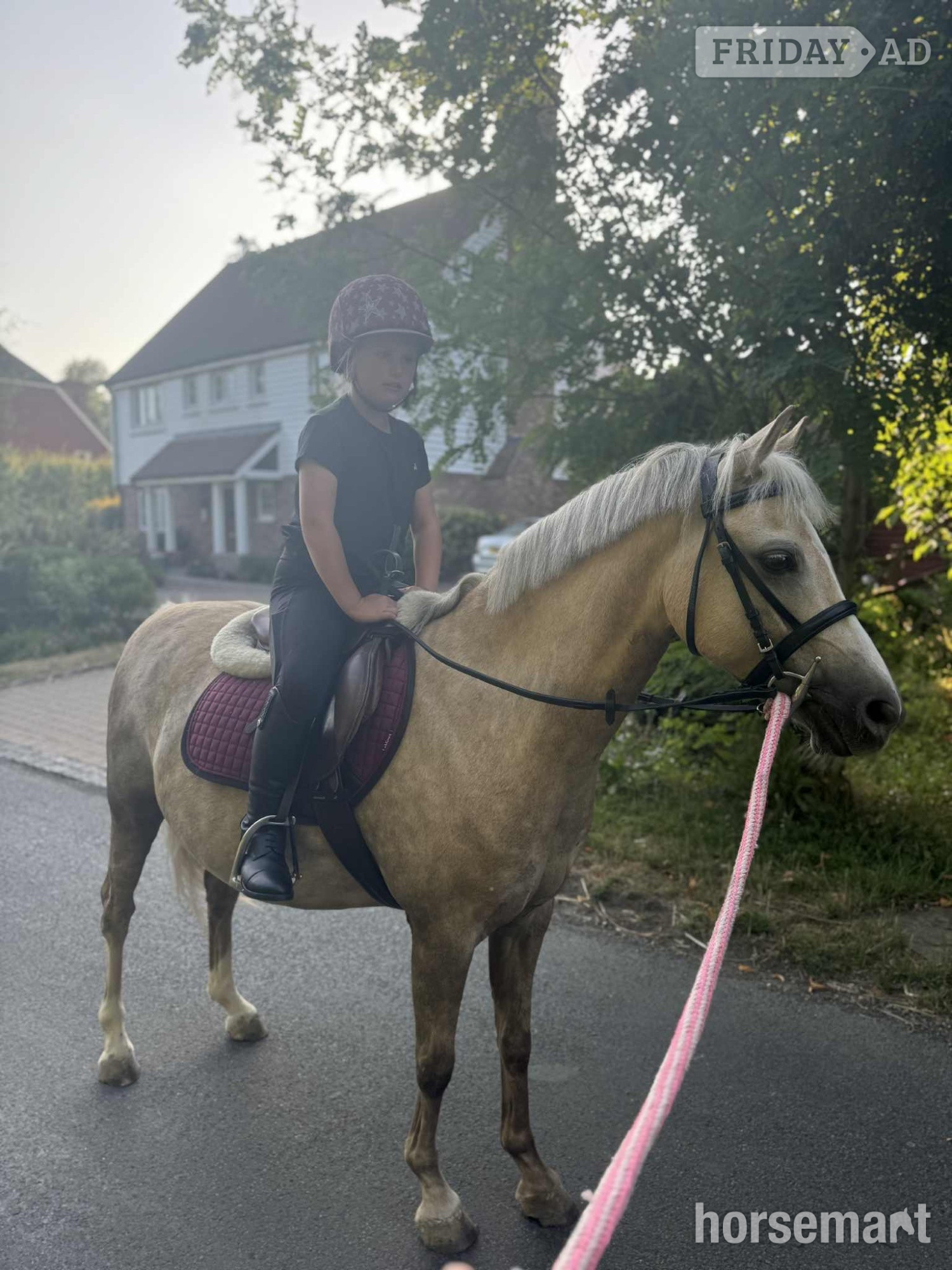 Ashford "Dandy" Palomino Gelding Family Horse
