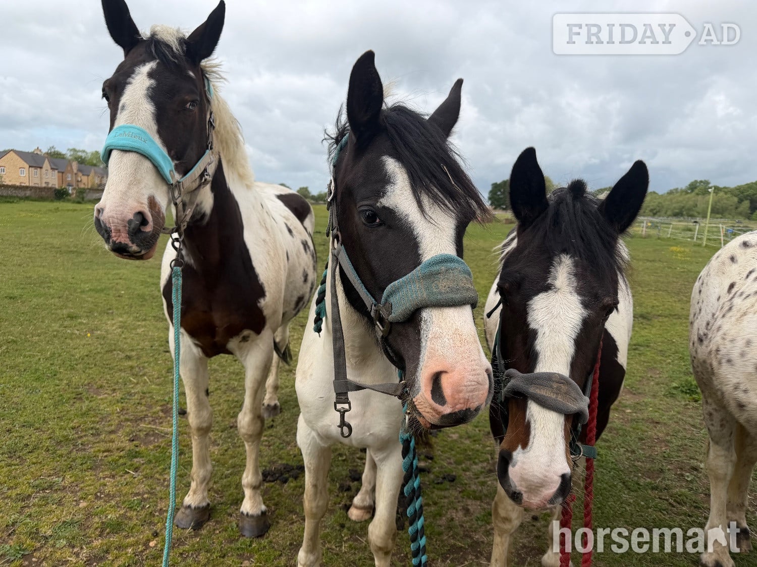 Northampton "Nobby " Piebald Gelding All Rounder