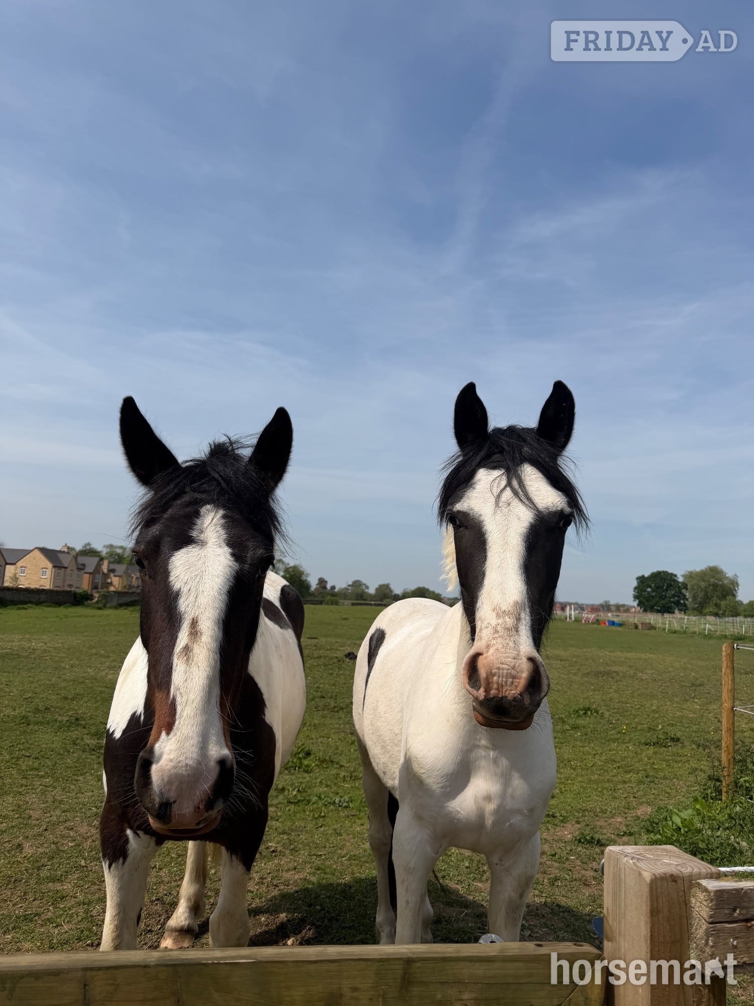 "Nobby " Piebald Gelding All Rounder -  in Northampton