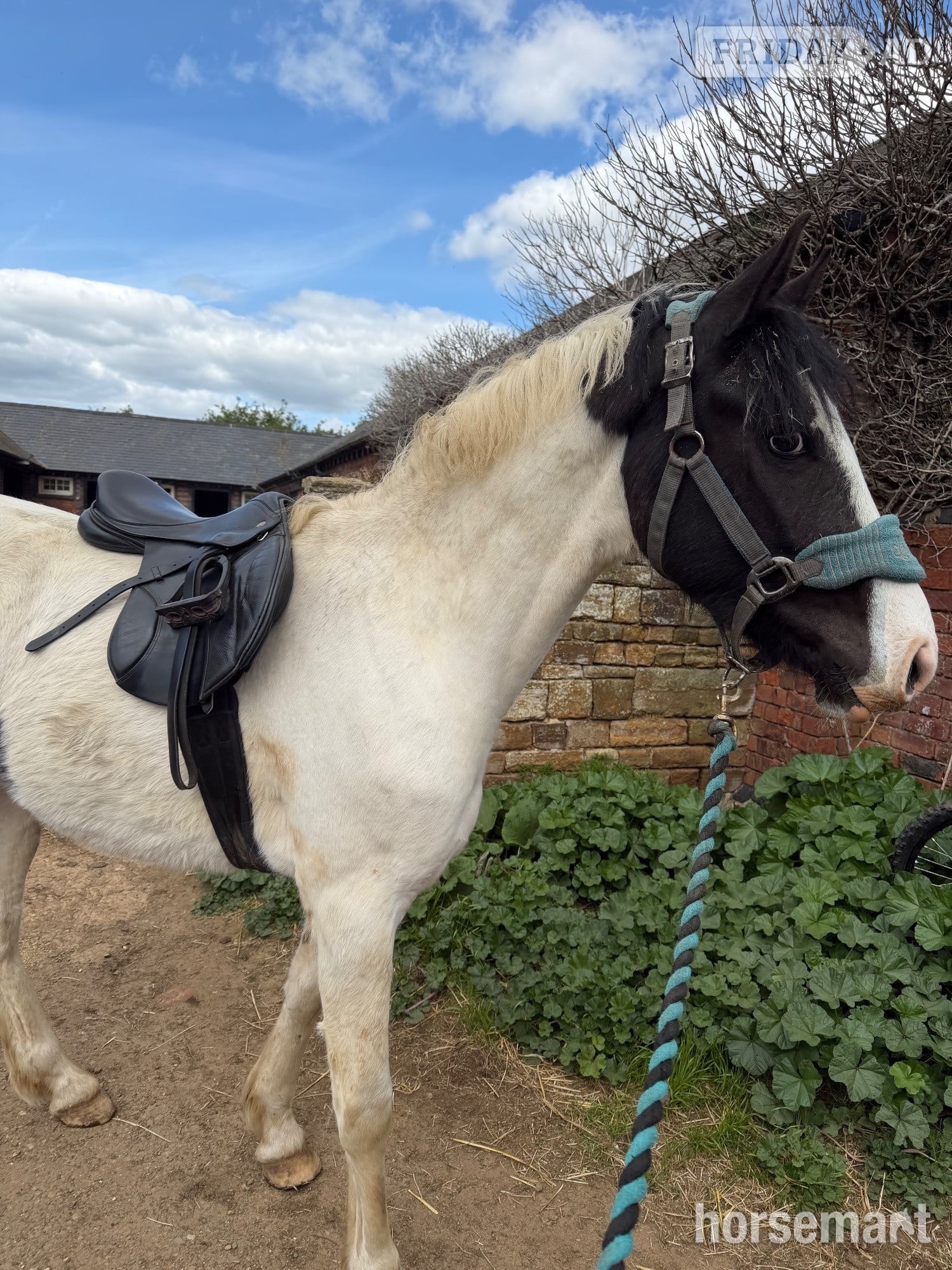 "Nobby " Piebald Gelding All Rounder - 