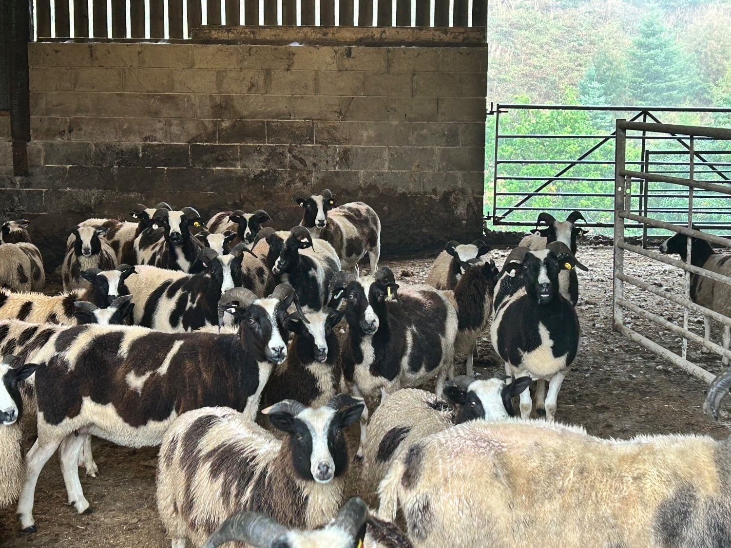 Pedigree Jacob Ewe Lambs. 5months old. Heptavac vaccinated.