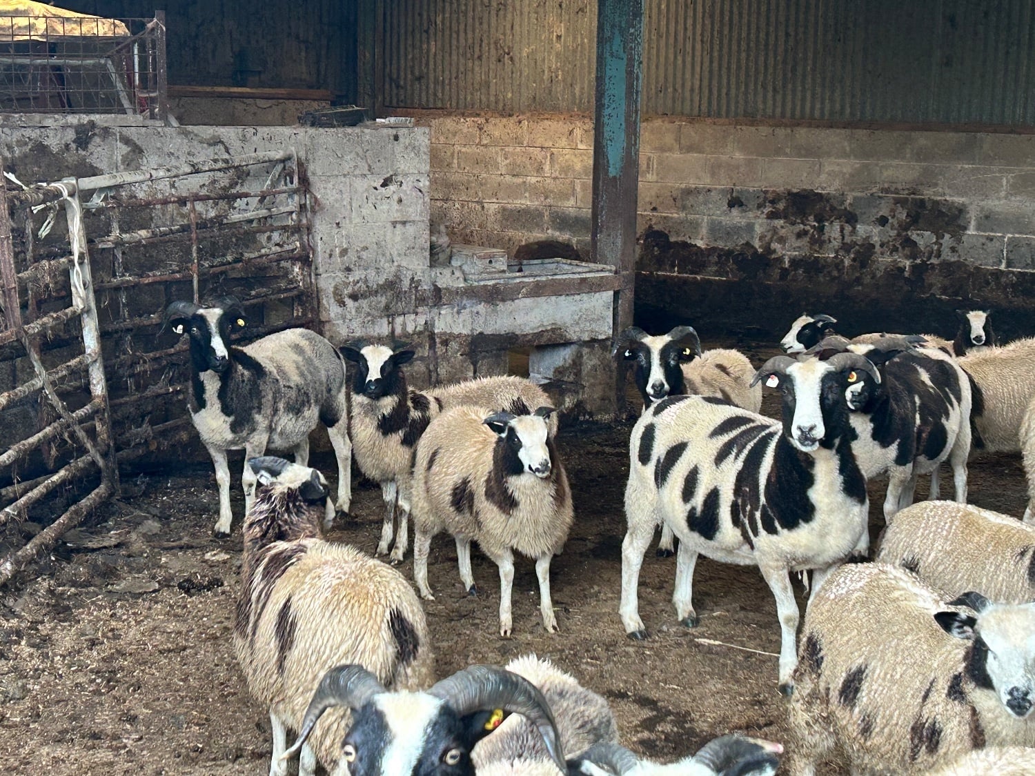 Oswestry Pedigree Jacob Ewe Lambs. 5months old. Heptavac vaccinated.