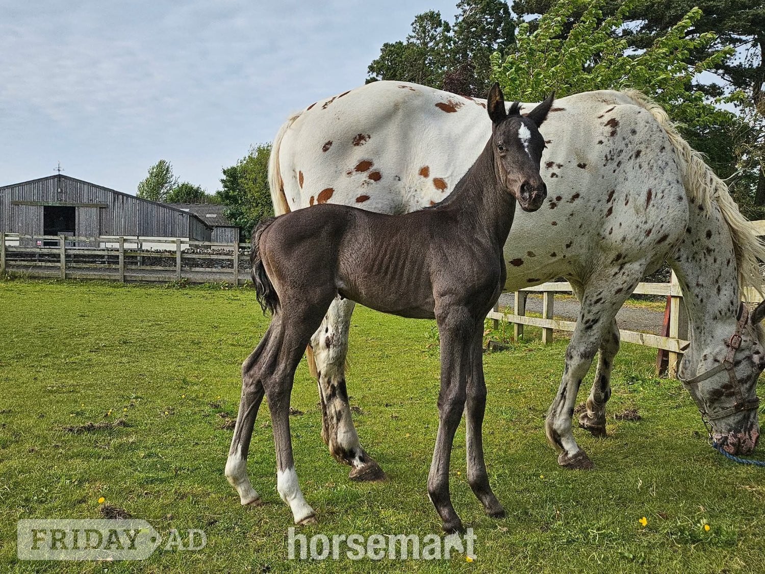 "Yggdrasil Dorothea Lucia " Snowflake Filly Youngstock / Foal