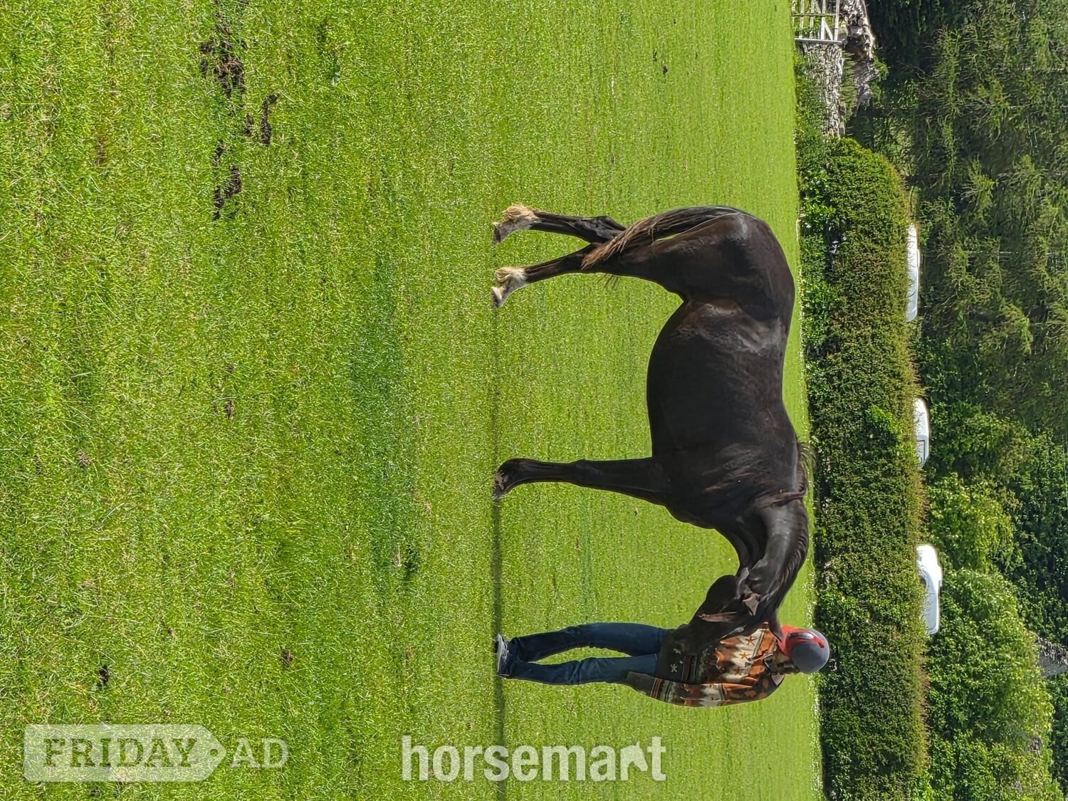 Leyburn "Yggdrasil Dorothea Lucia " Snowflake Filly Youngstock / Foal