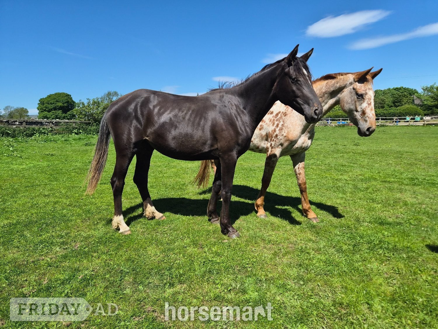 "Yggdrasil Dorothea Lucia " Snowflake Filly Youngstock / Foal -  in Leyburn