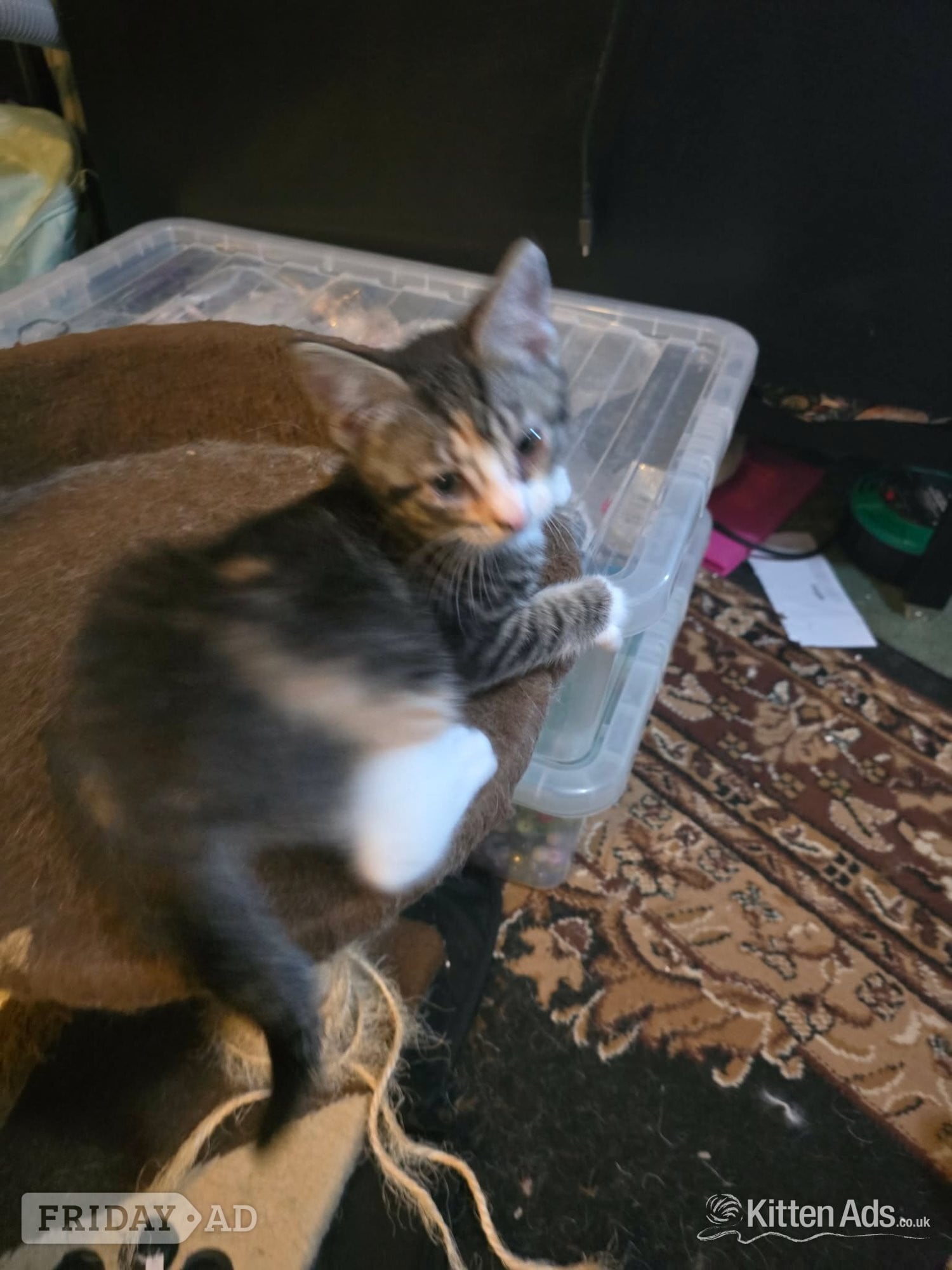 Maine coon cross kittens Ready Now in Southend-On-Sea