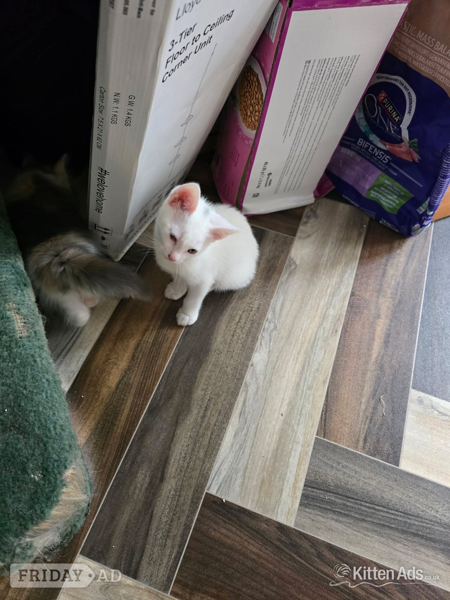 Maine coon cross kittens Ready Now