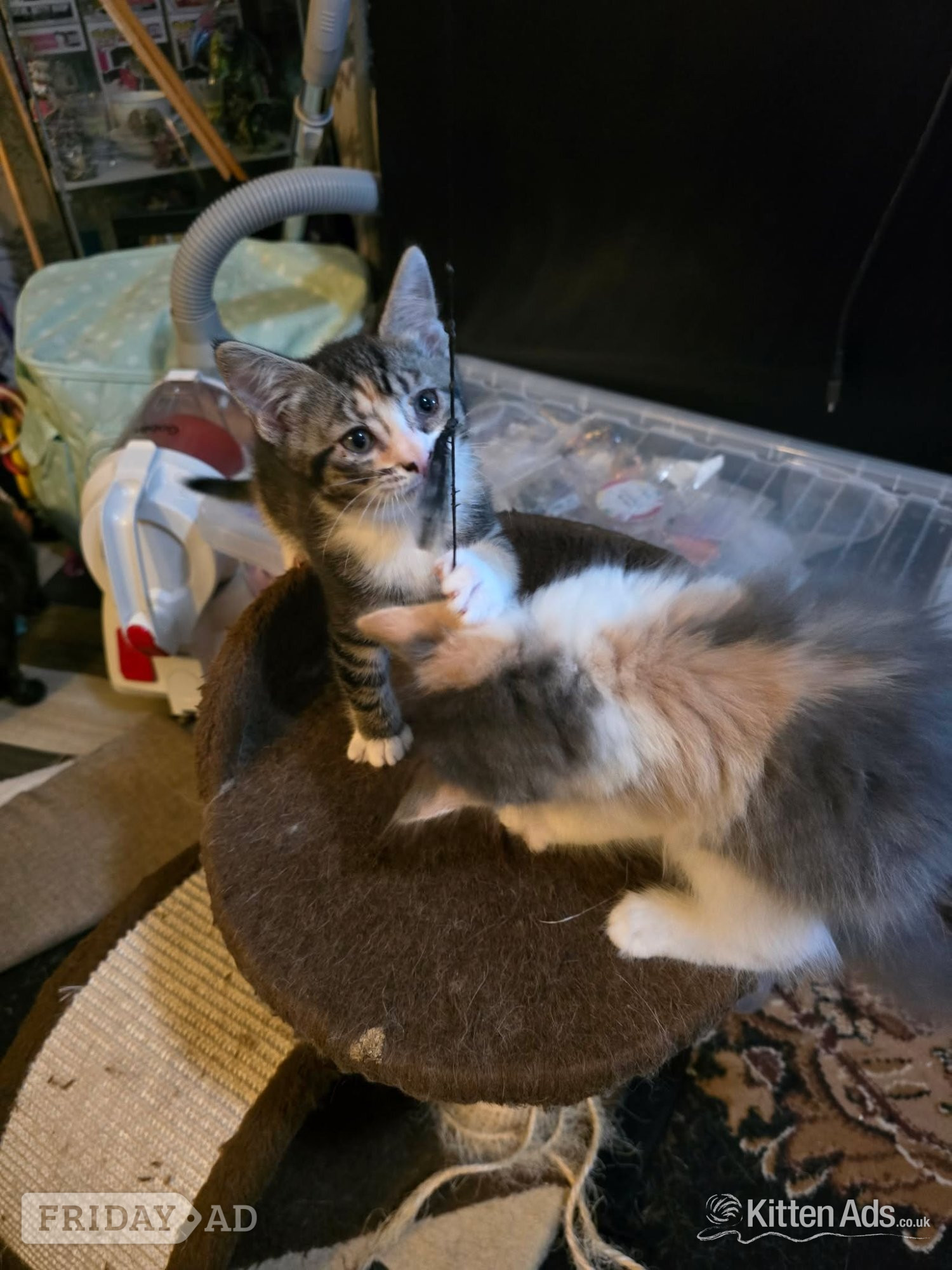 Southend-On-Sea Maine coon cross kittens Ready Now