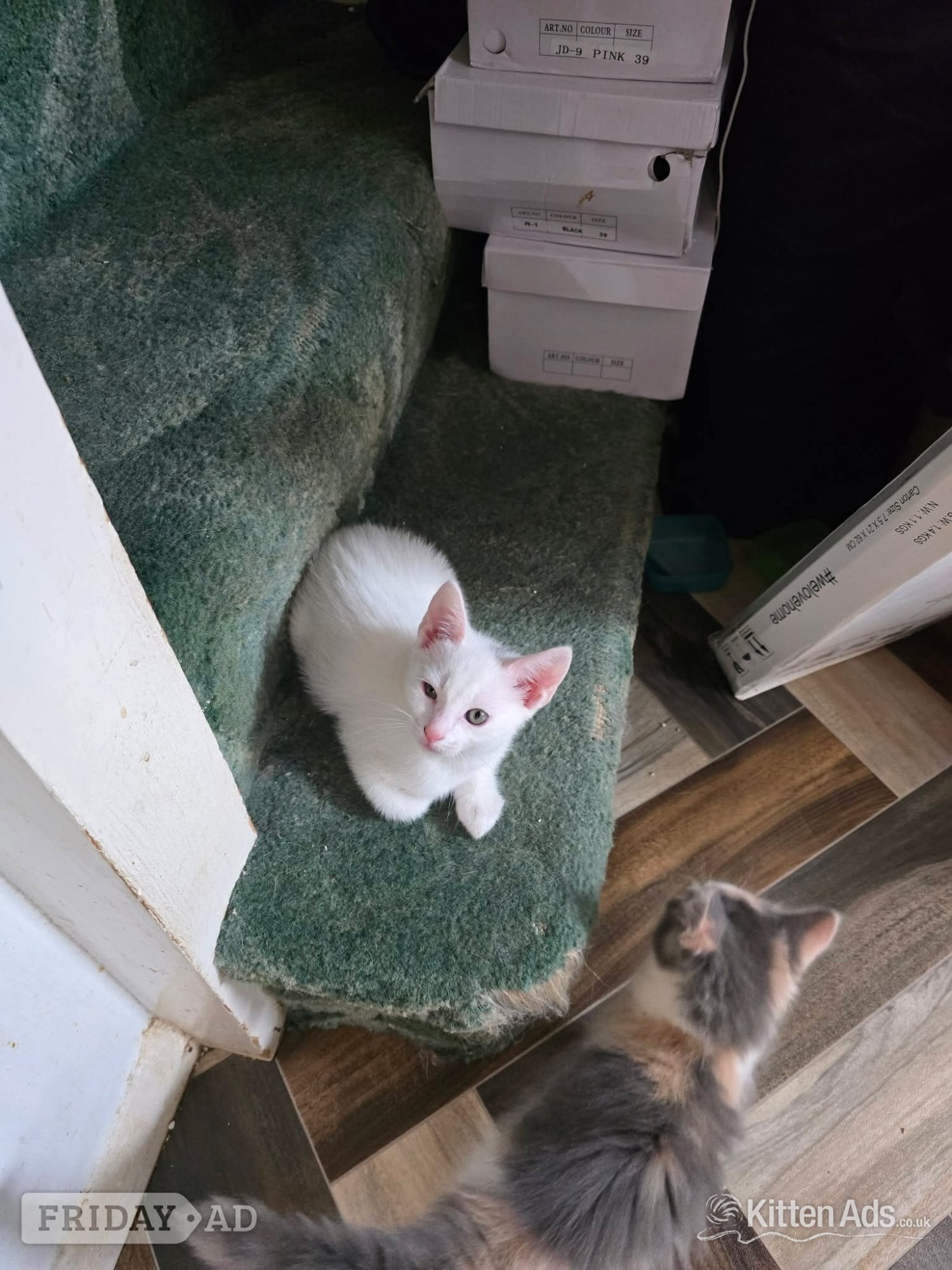 Maine coon cross kittens Ready Now - Cats & Kittens in Southend-On-Sea