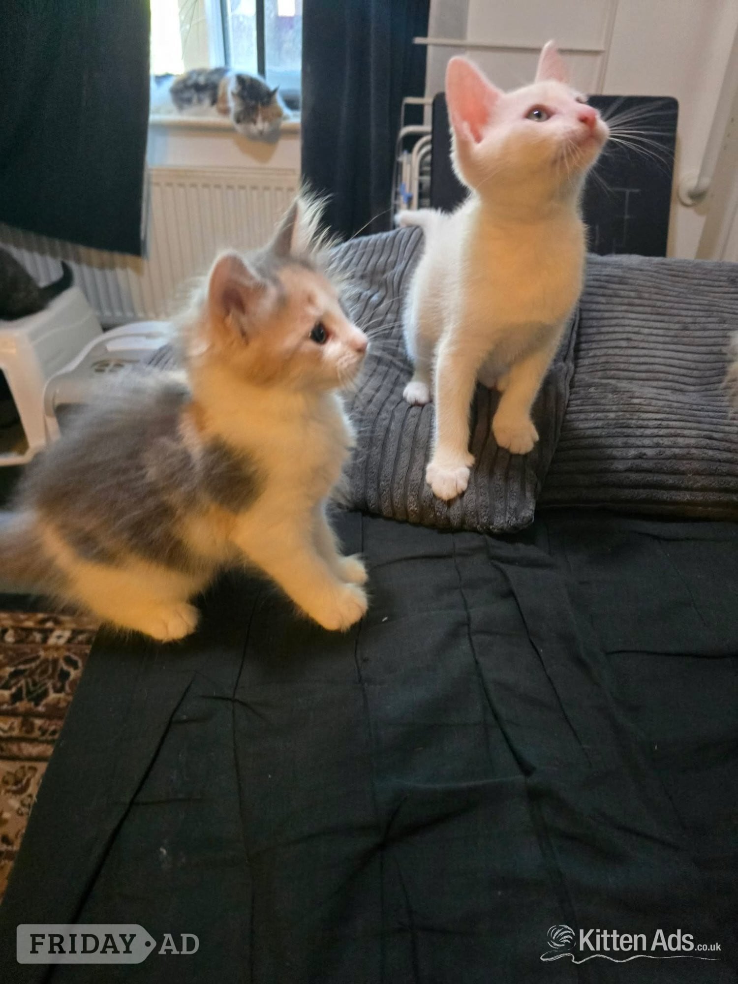 Maine coon cross kittens Ready Now - Cats & Kittens