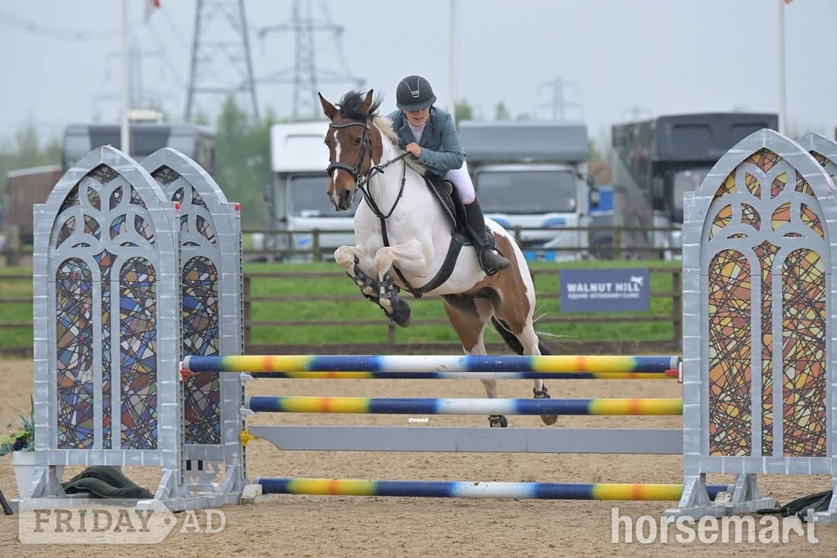 "Spirit" Skewbald Gelding All Rounder - Horses in Colchester