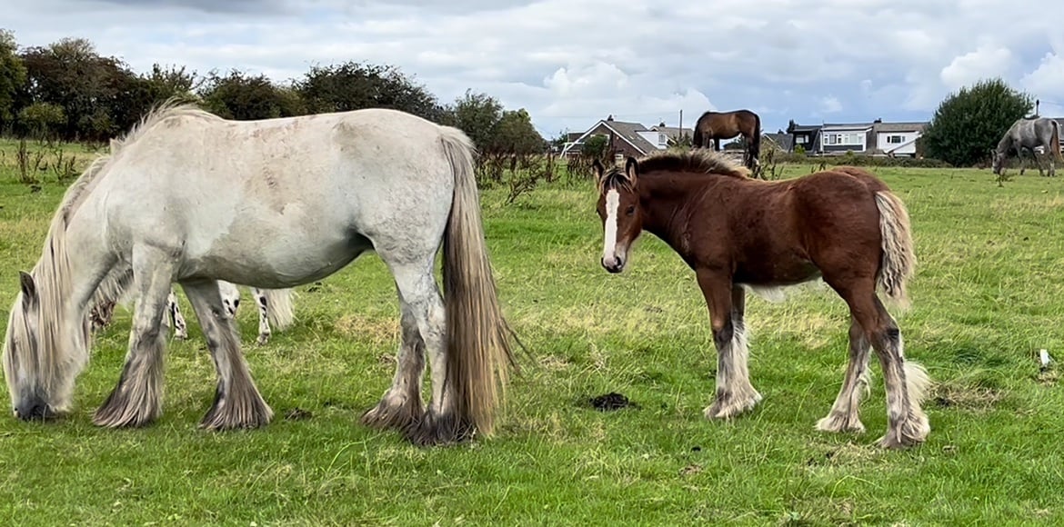 "Quality Show Cob " Chestnut Colt Youngstock / Foal in Leeds