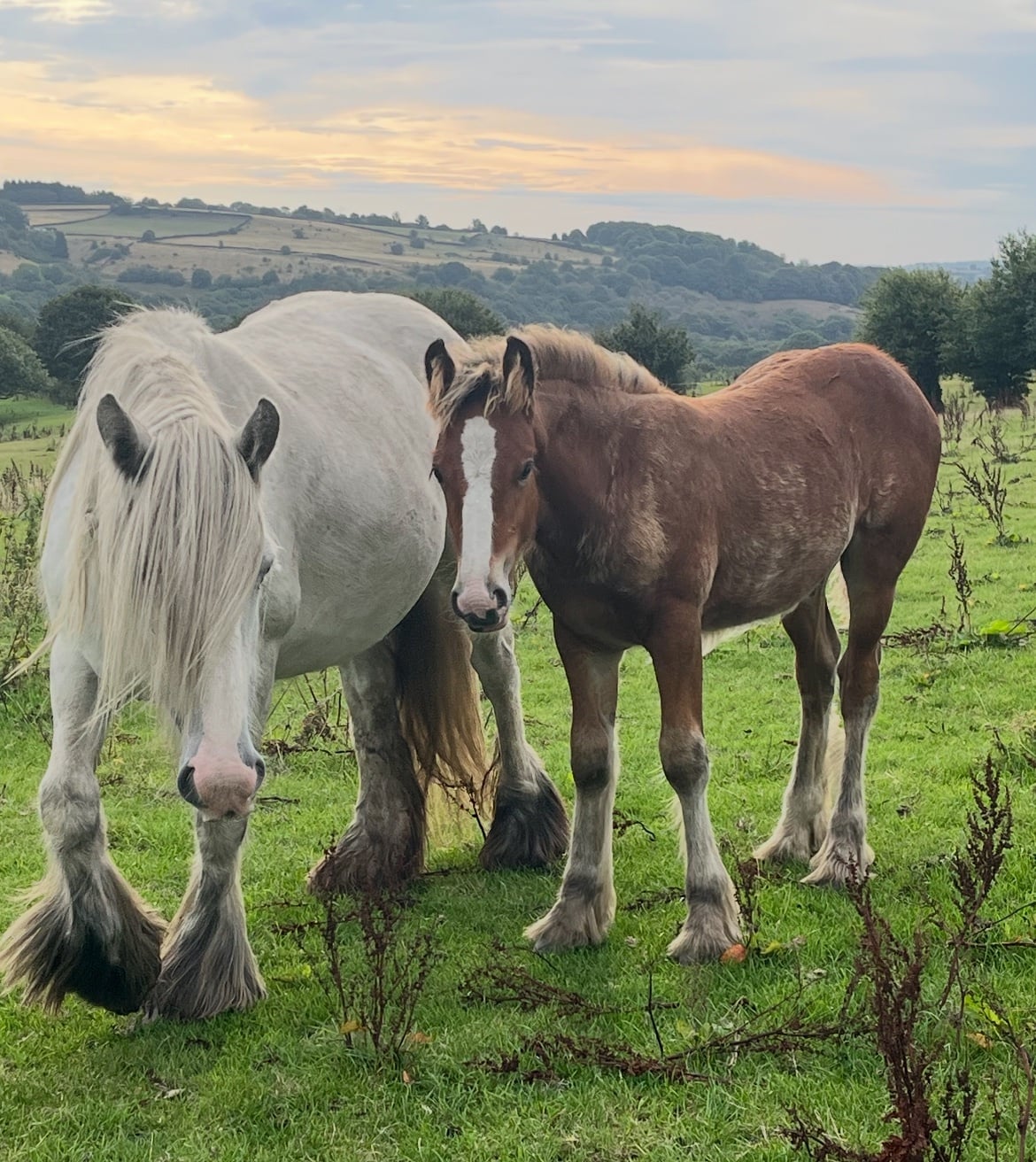 "Quality Show Cob " Chestnut Colt Youngstock / Foal