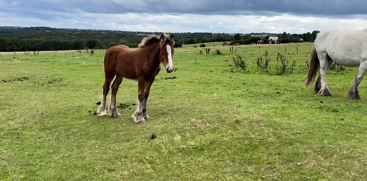 Leeds "Quality Show Cob " Chestnut Colt Youngstock / Foal