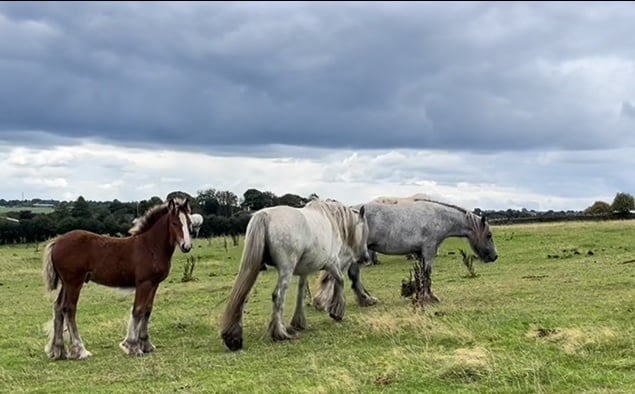 "Quality Show Cob " Chestnut Colt Youngstock / Foal - Horses in Leeds
