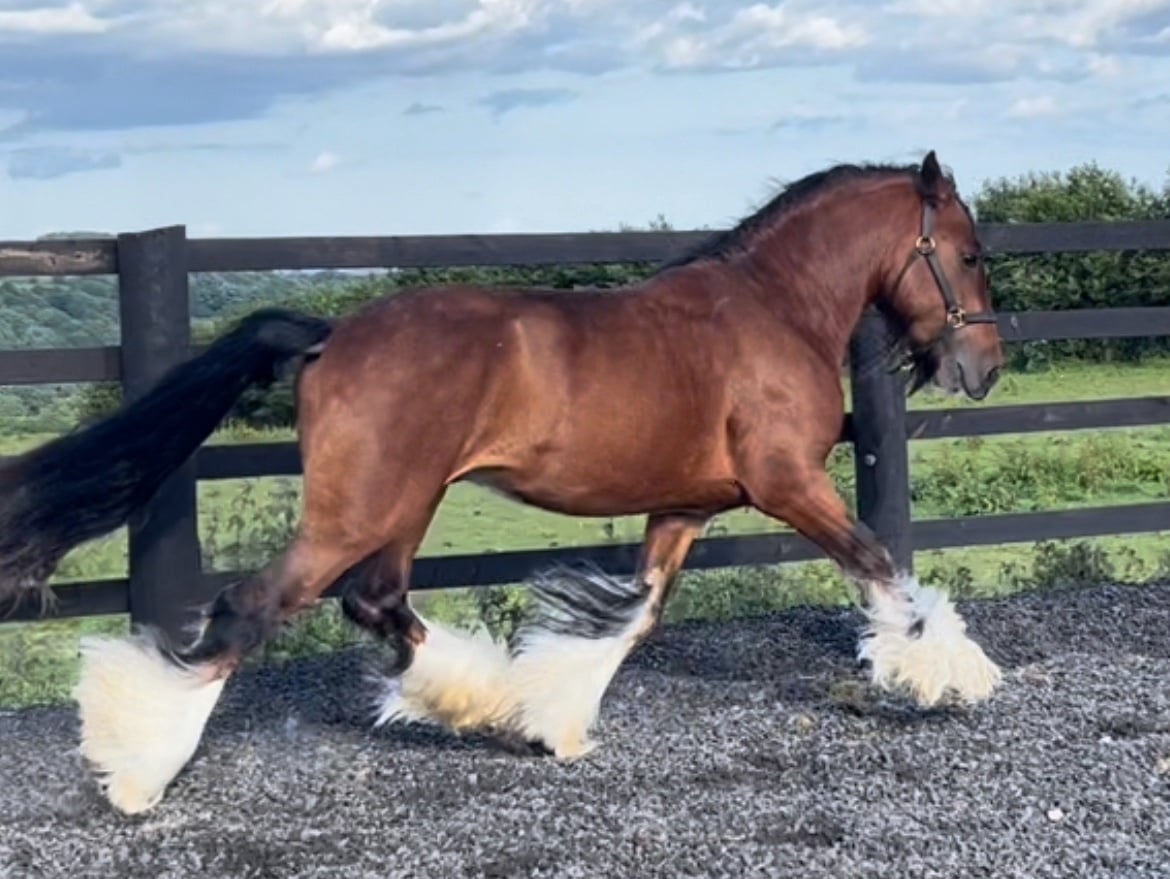 "Quality Show Cob " Chestnut Colt Youngstock / Foal - Horses